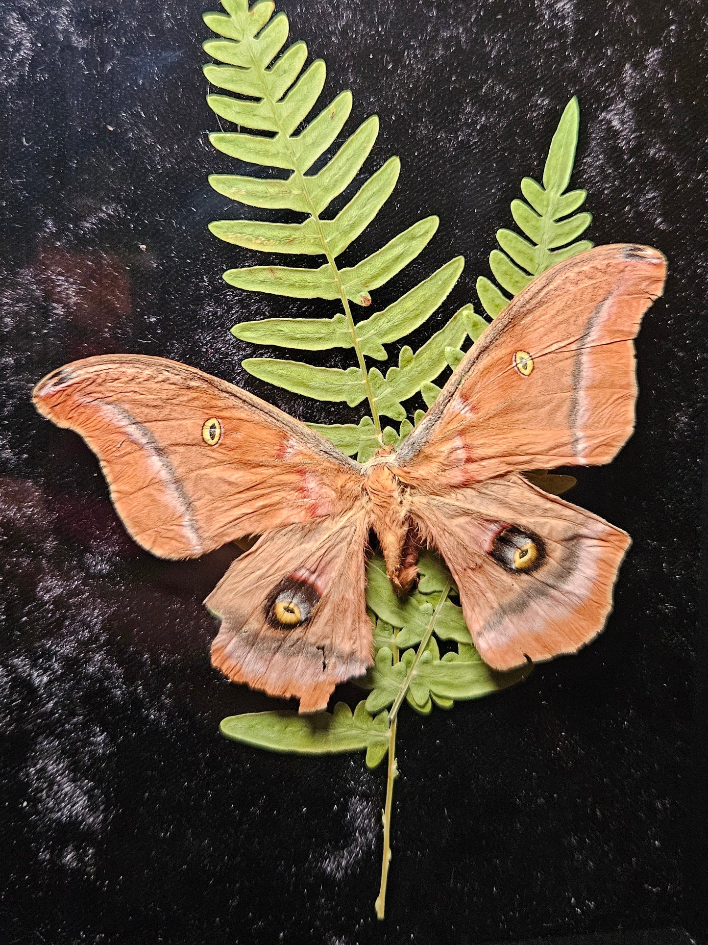 Polyphemus Moth Dance