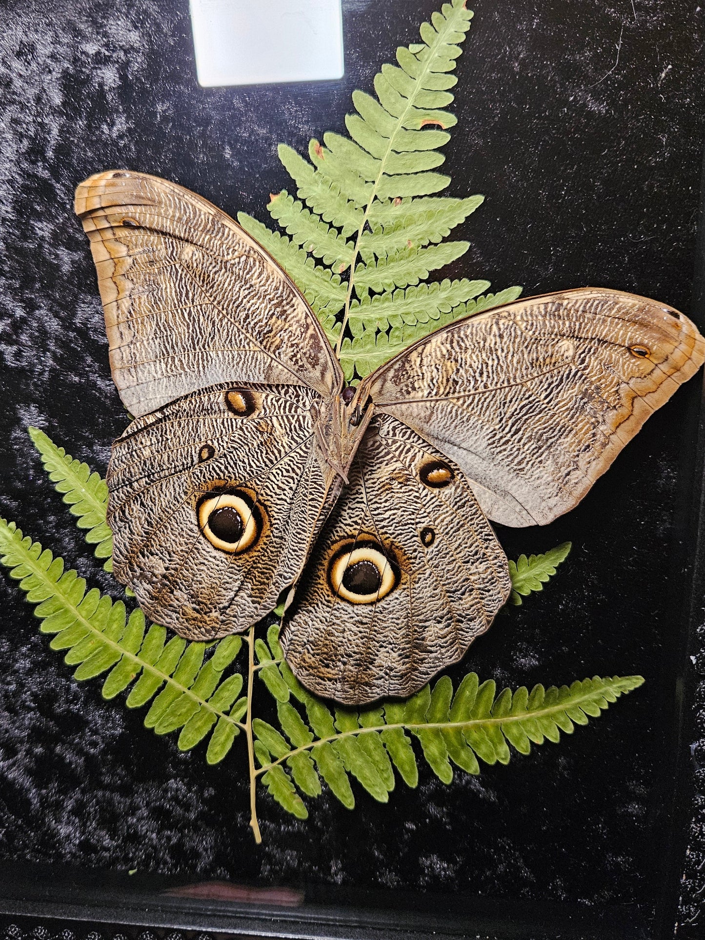 Owl Butterfly Dance