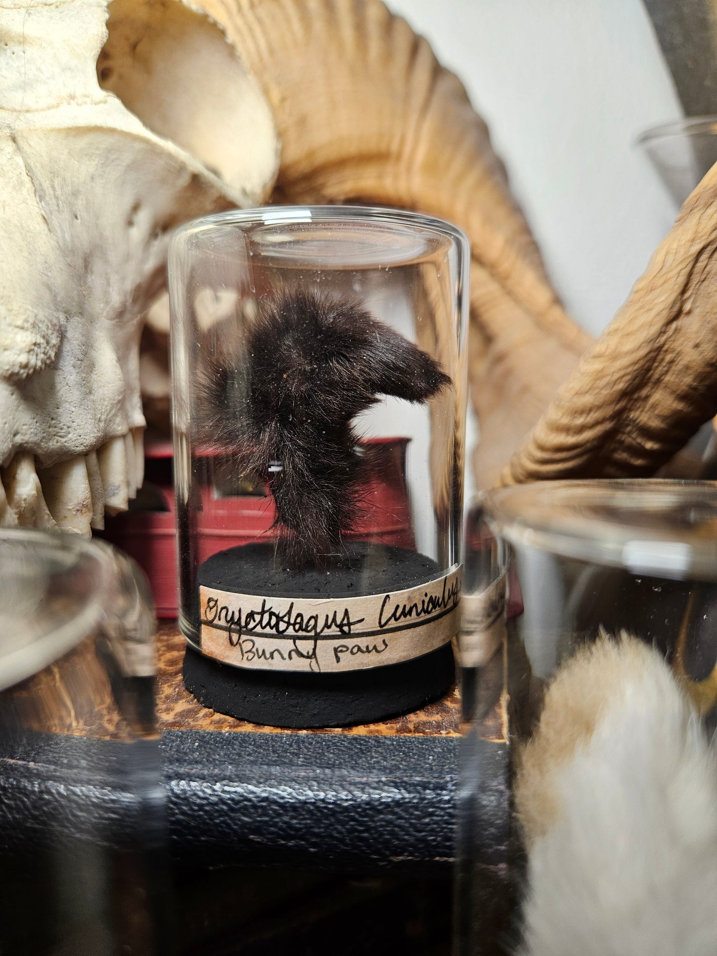 Rabbit Foot Curios