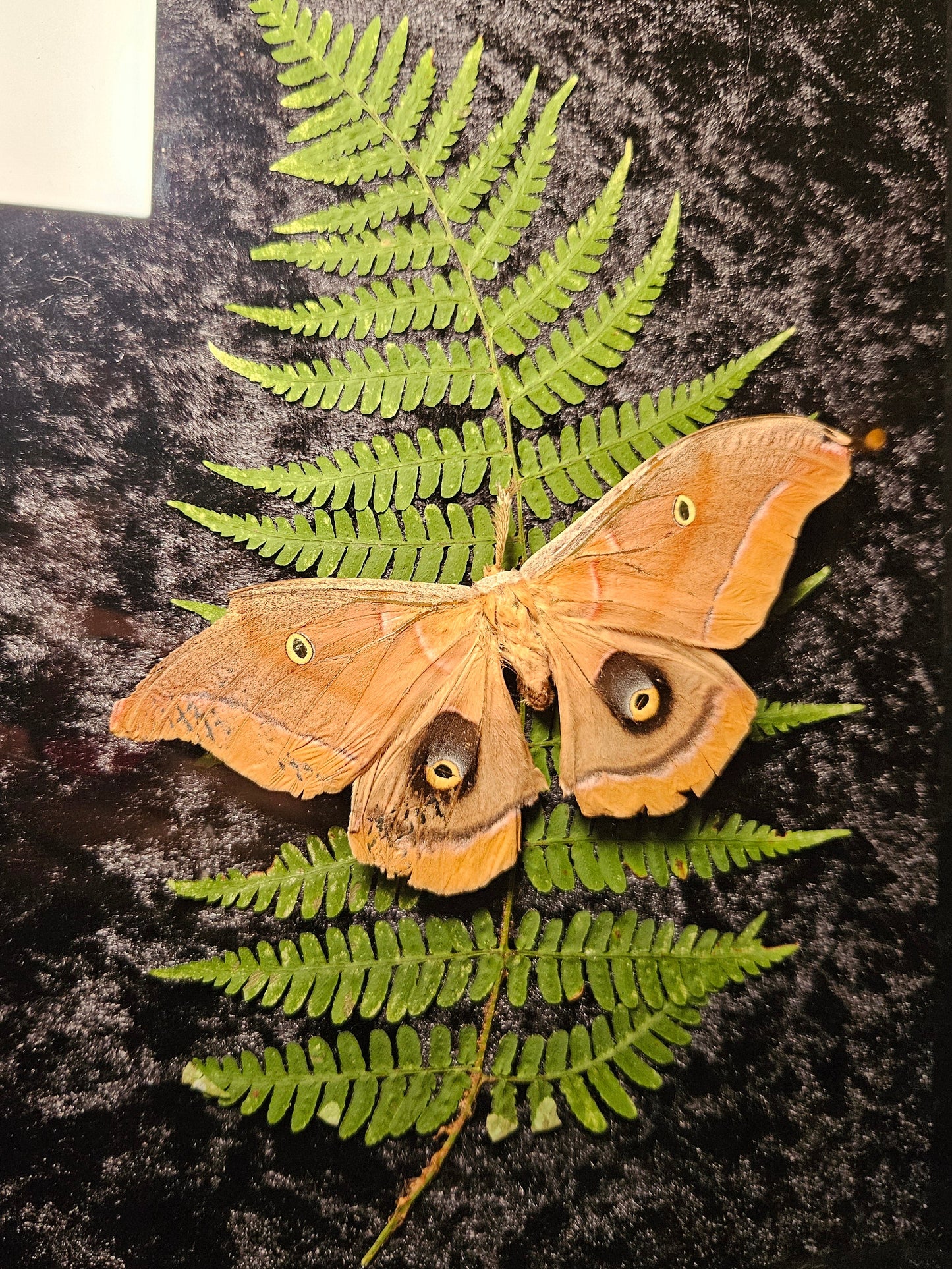 Polyphemus Moth Dance
