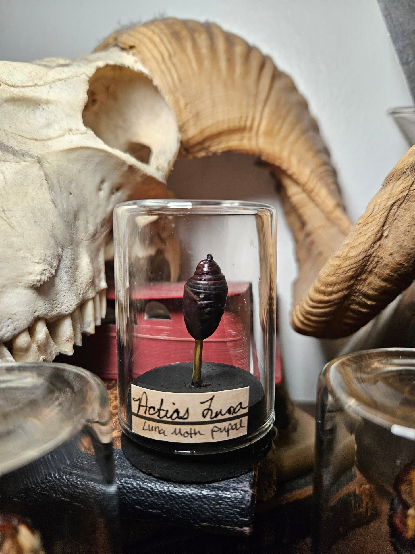 Luna Moth Curio