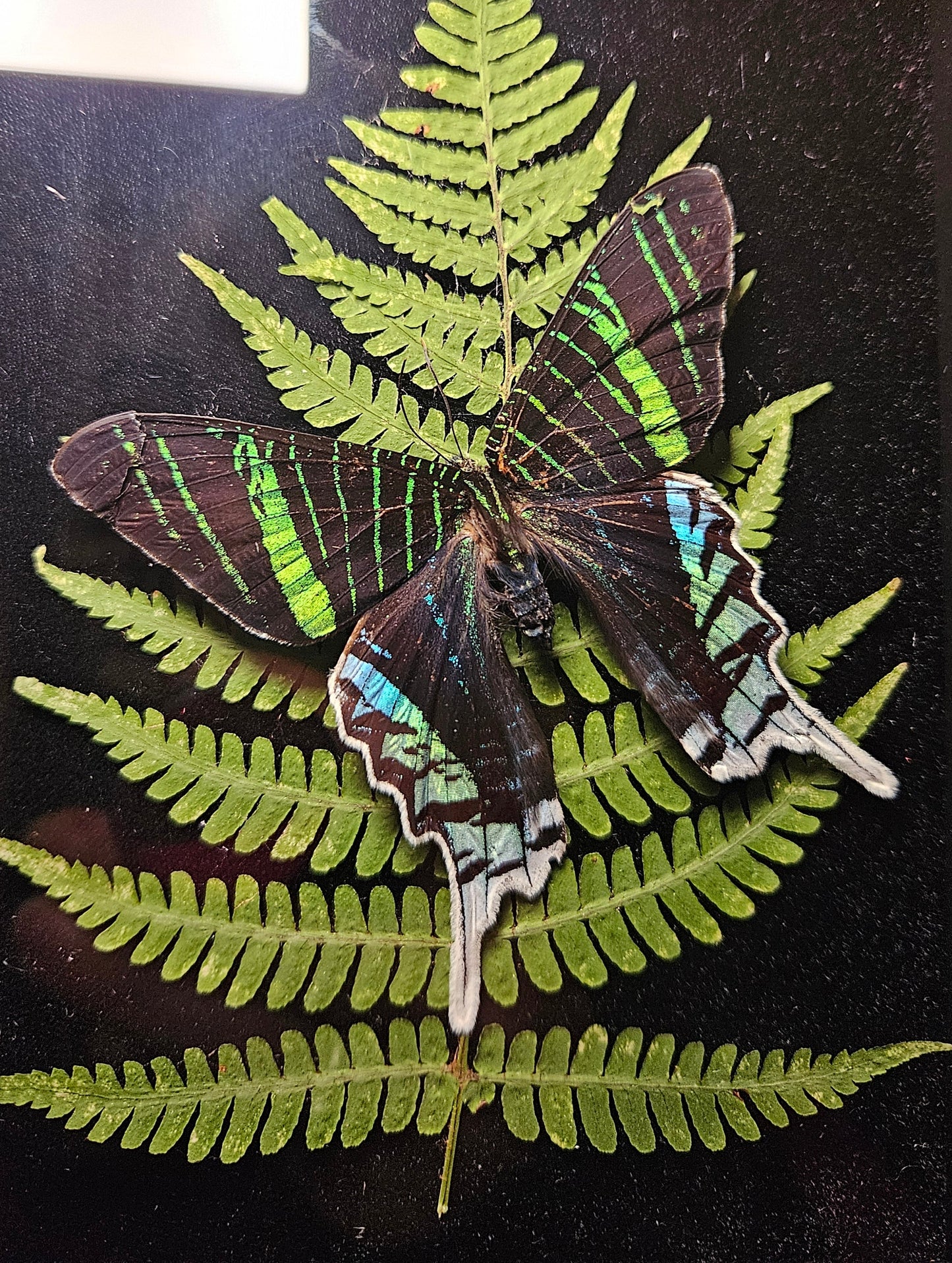 Green Banded Moth Dance