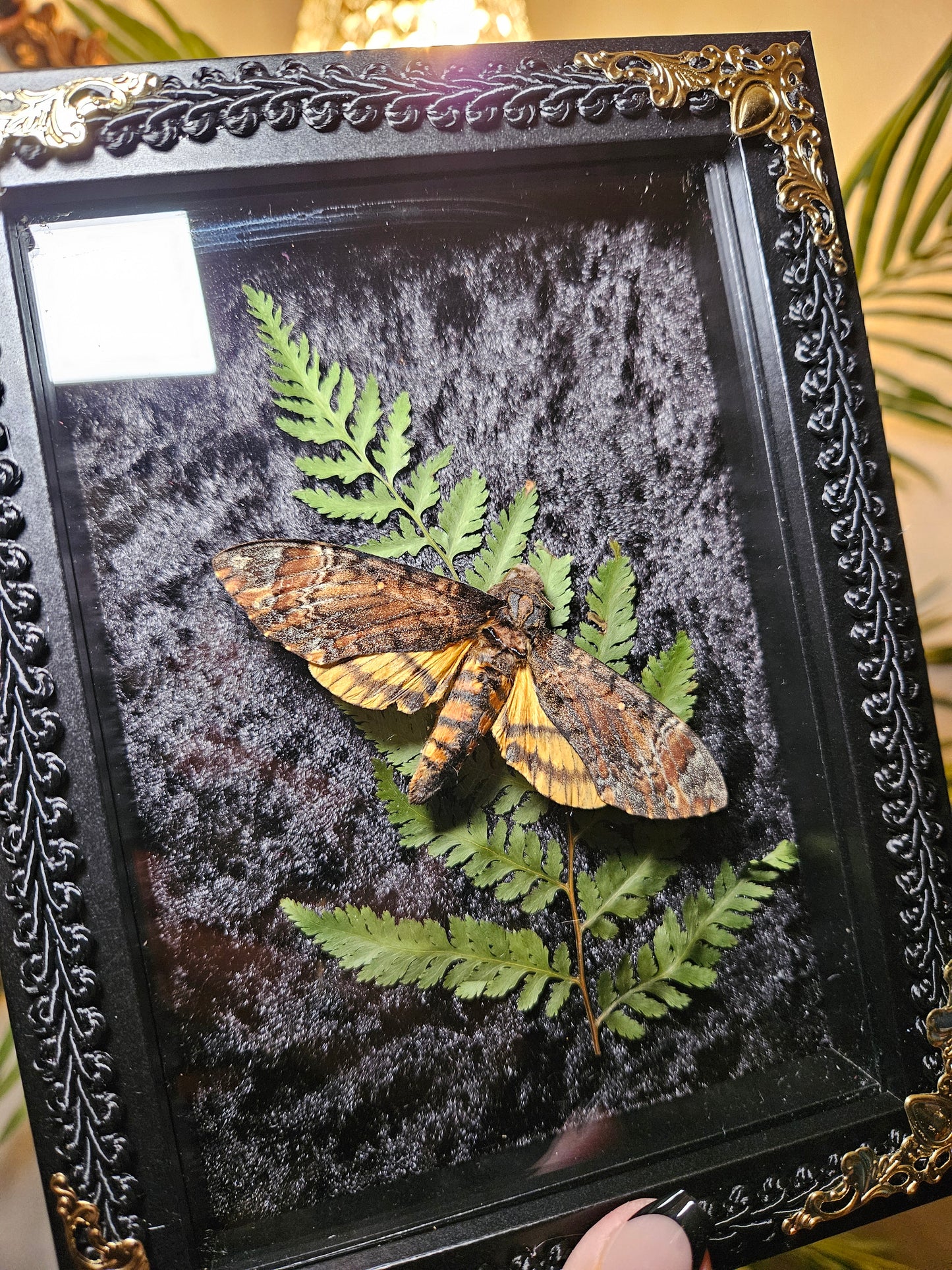 Deaths Head Moth Dance