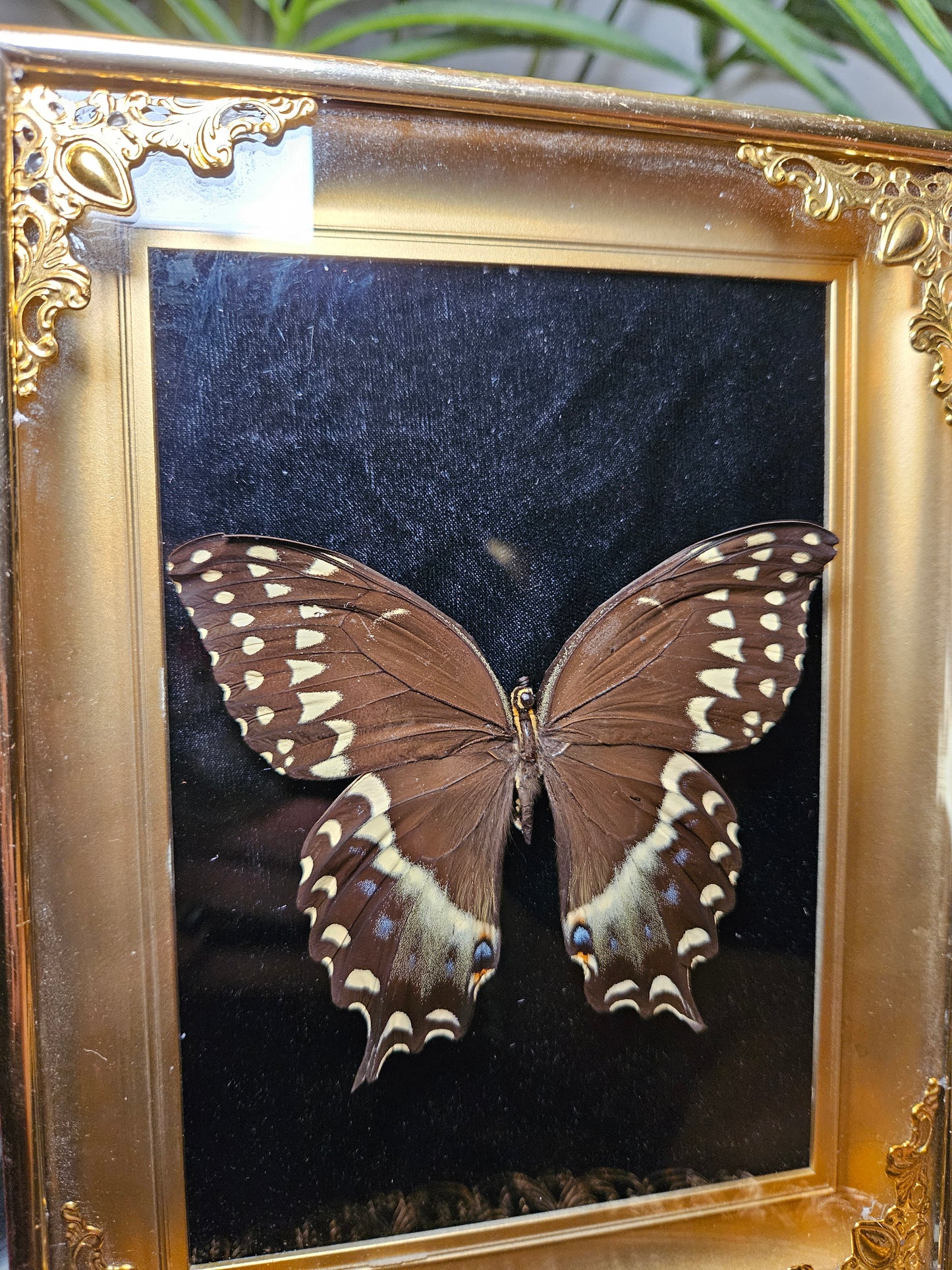 Laurel Swallowtail