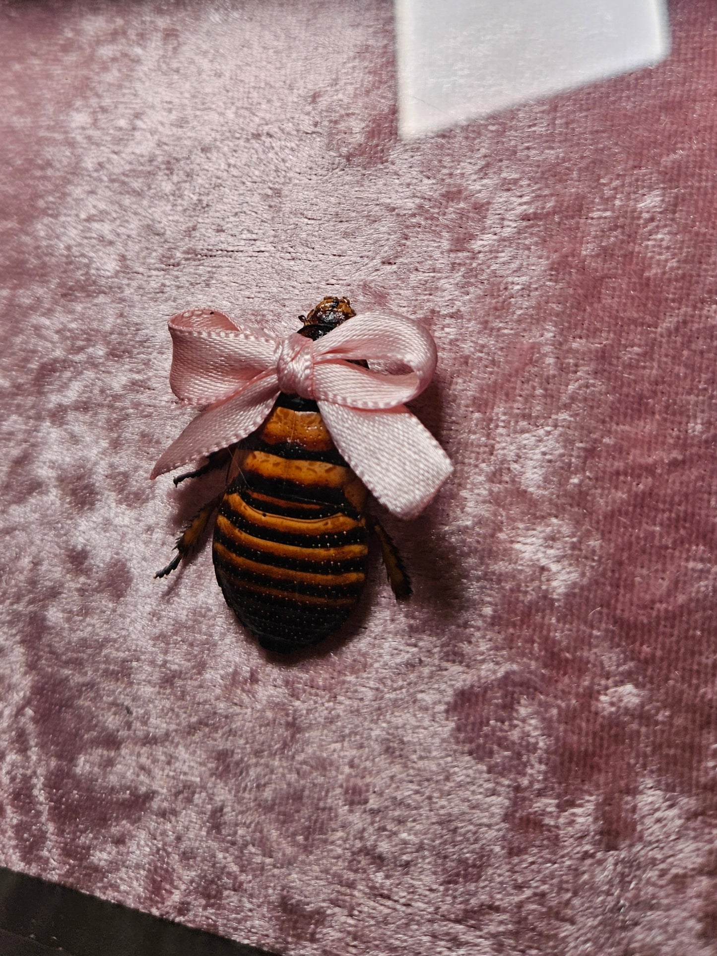 ✨️🎀cocka-roach🎀✨️