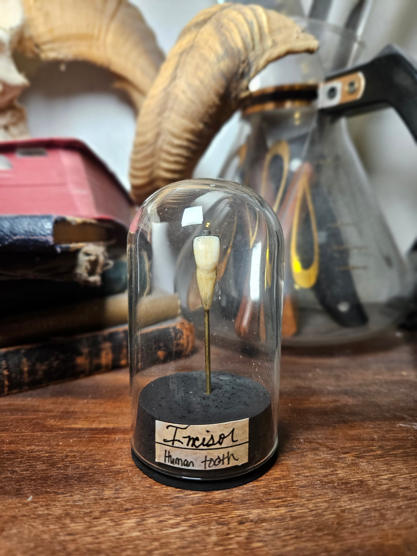 Human Incisor Tooth