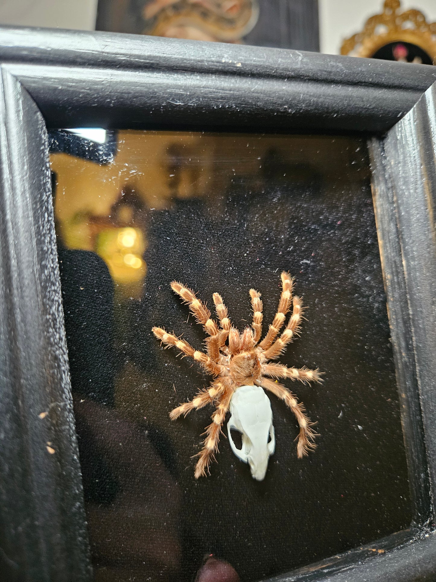 Brazilian Giant White Knee Molt