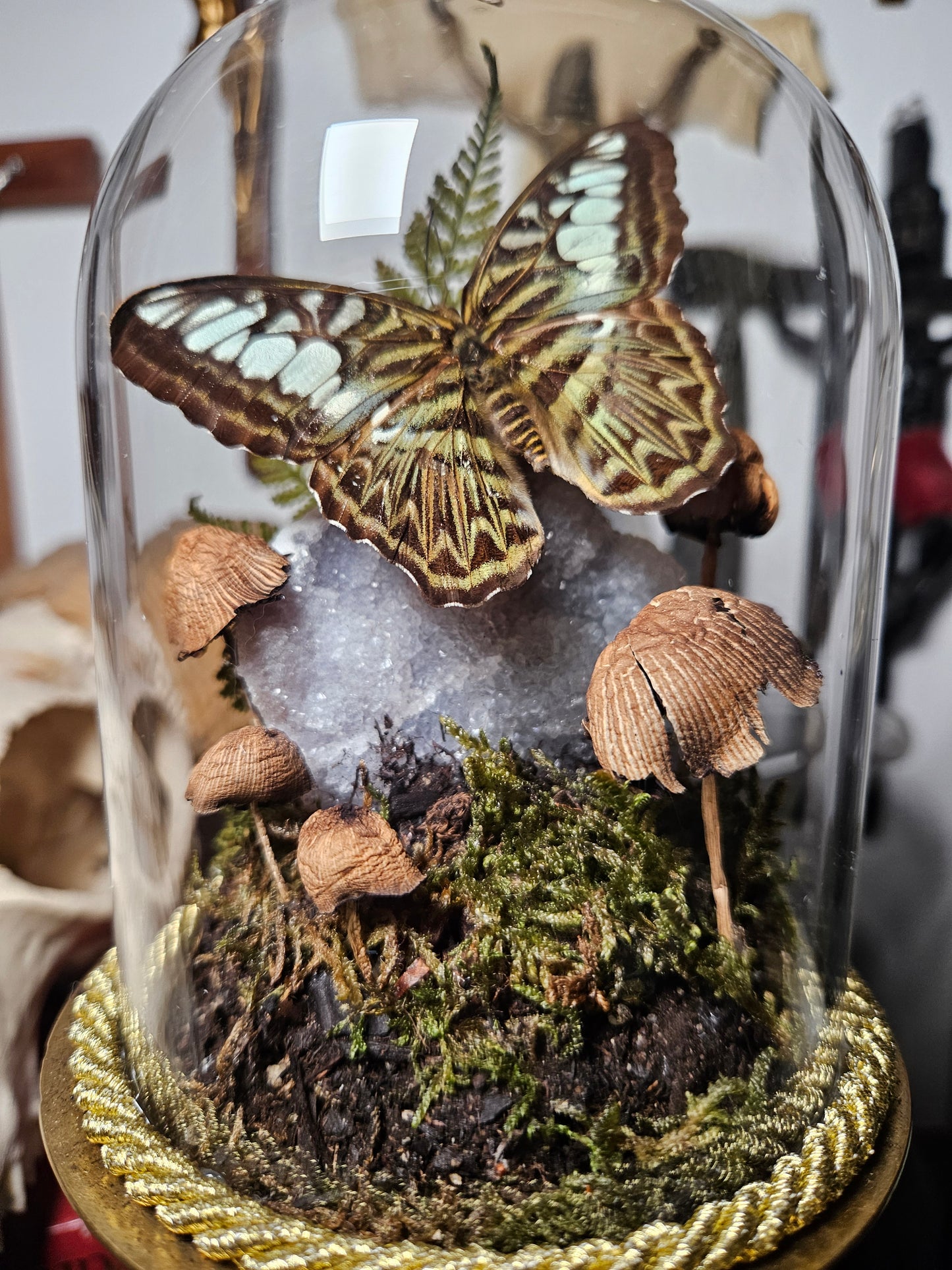 Clipper Moth Dome