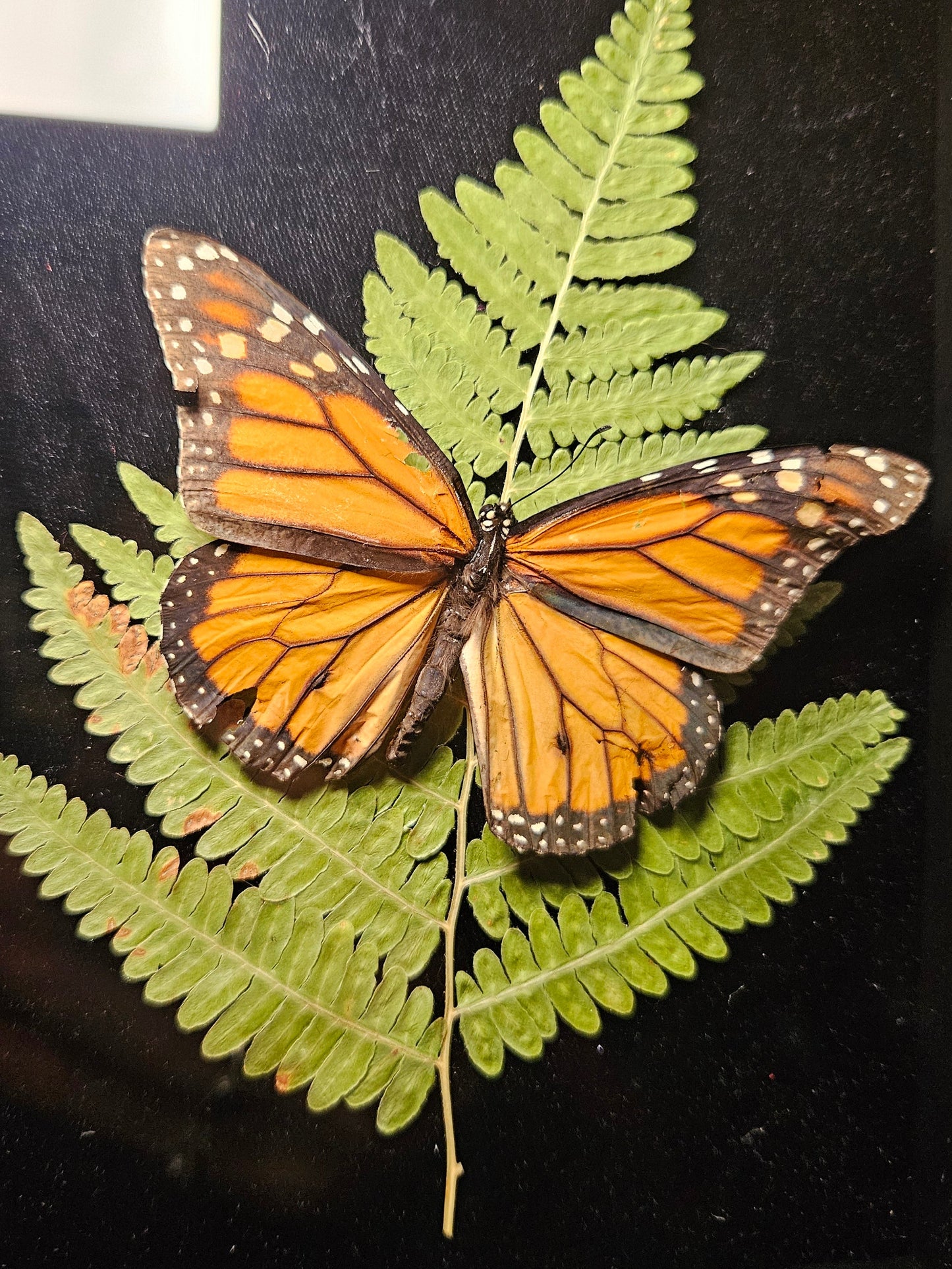 Monarch Butterfly Dance