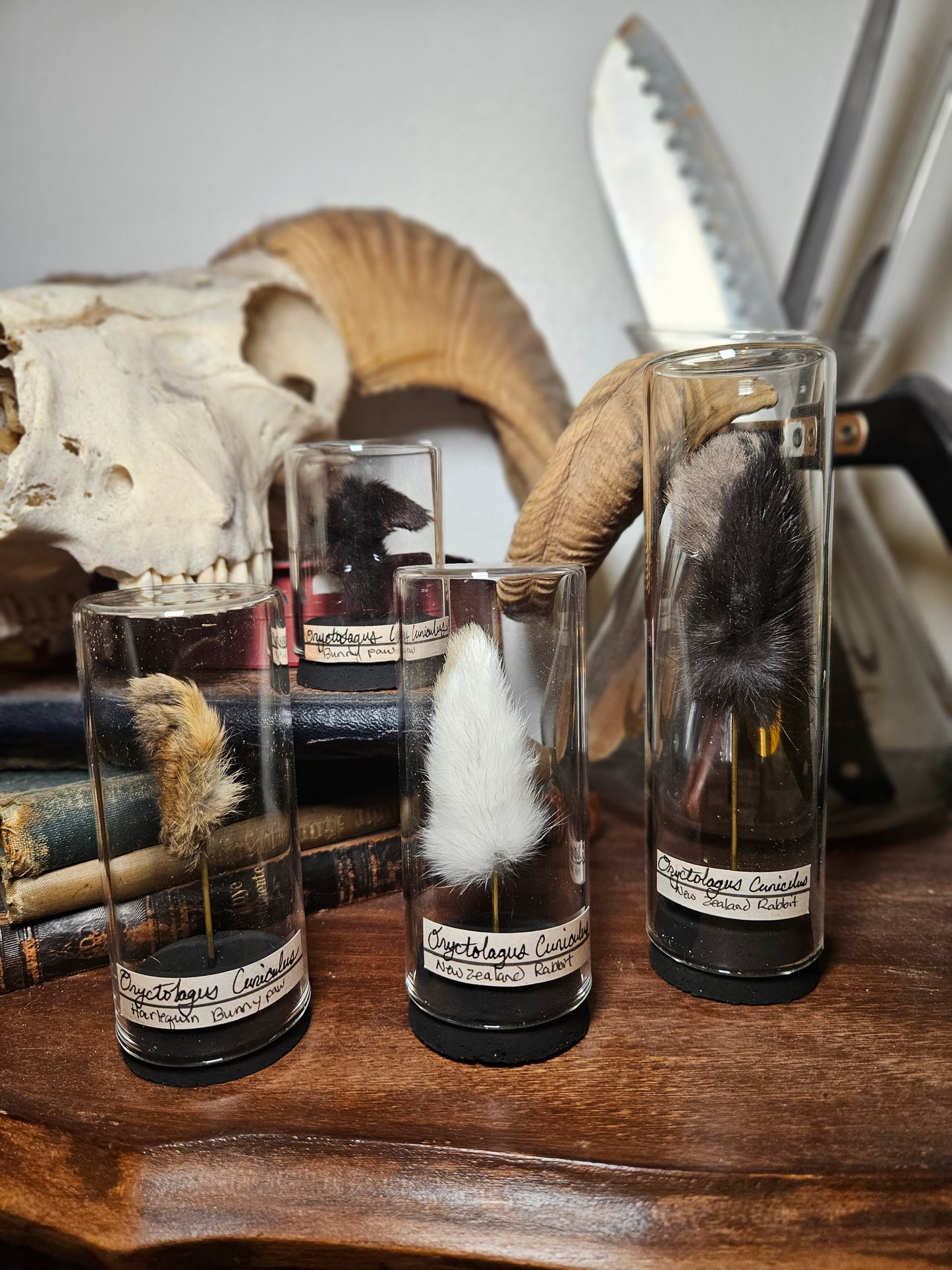 Rabbit Foot Curios