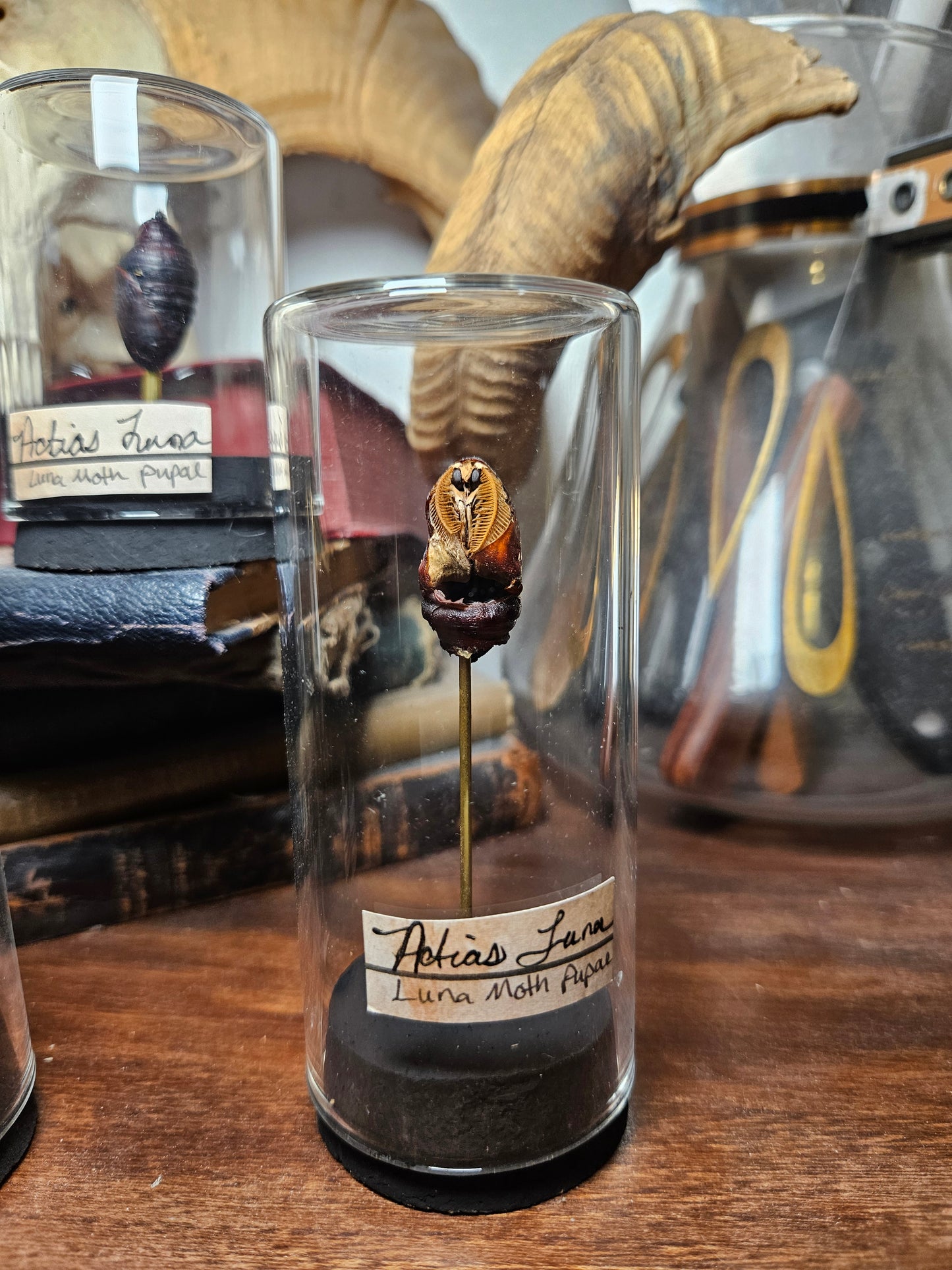Luna Moth Curio