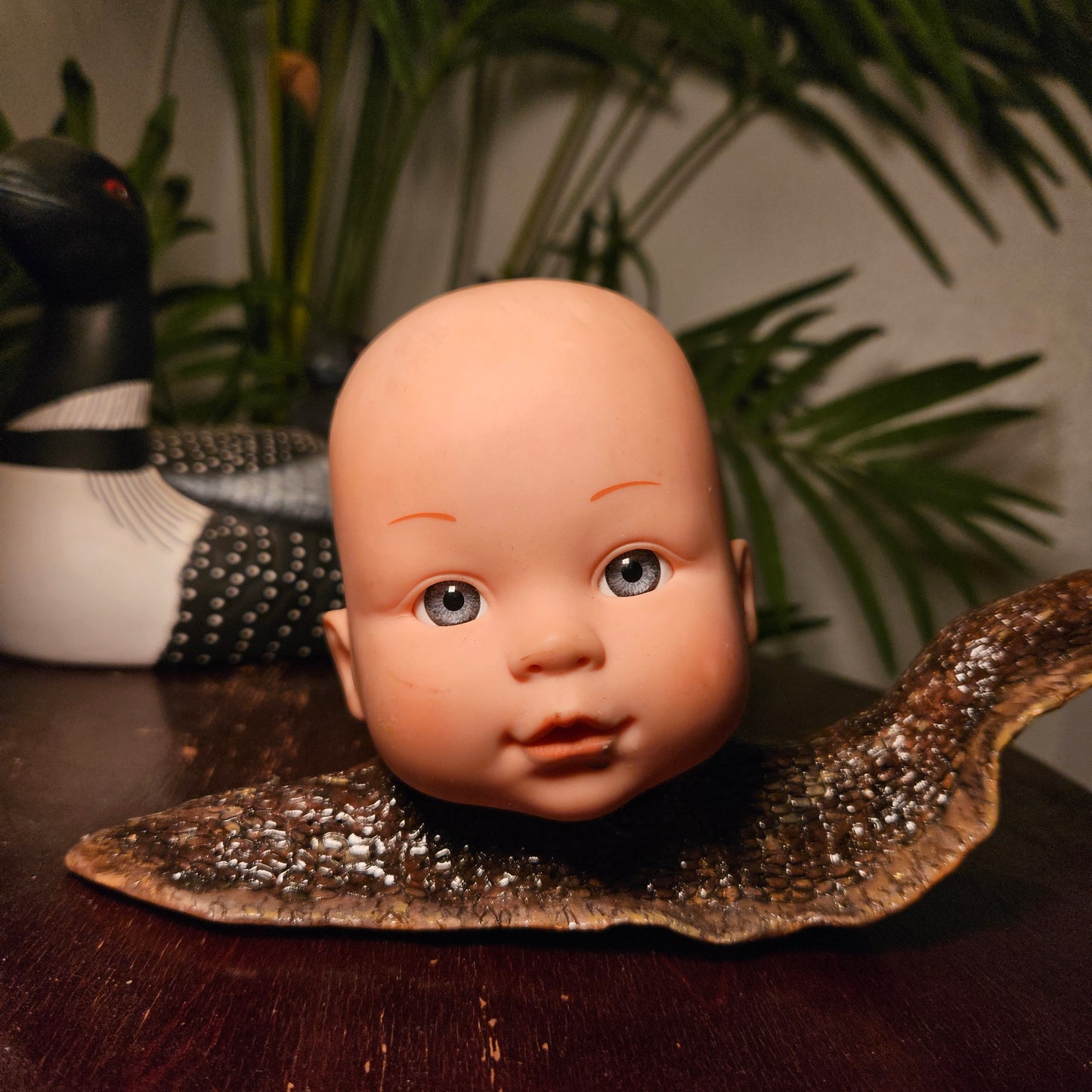 Large Babyhead Snail