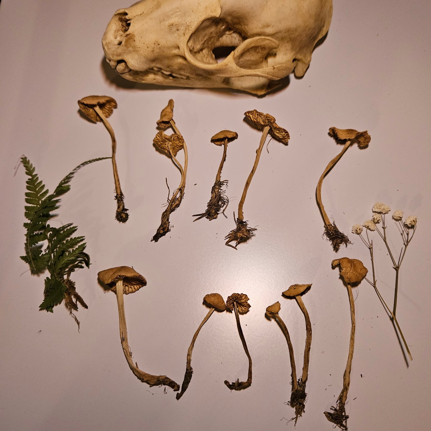 Dried Fairy Ring Craft Mushrooms