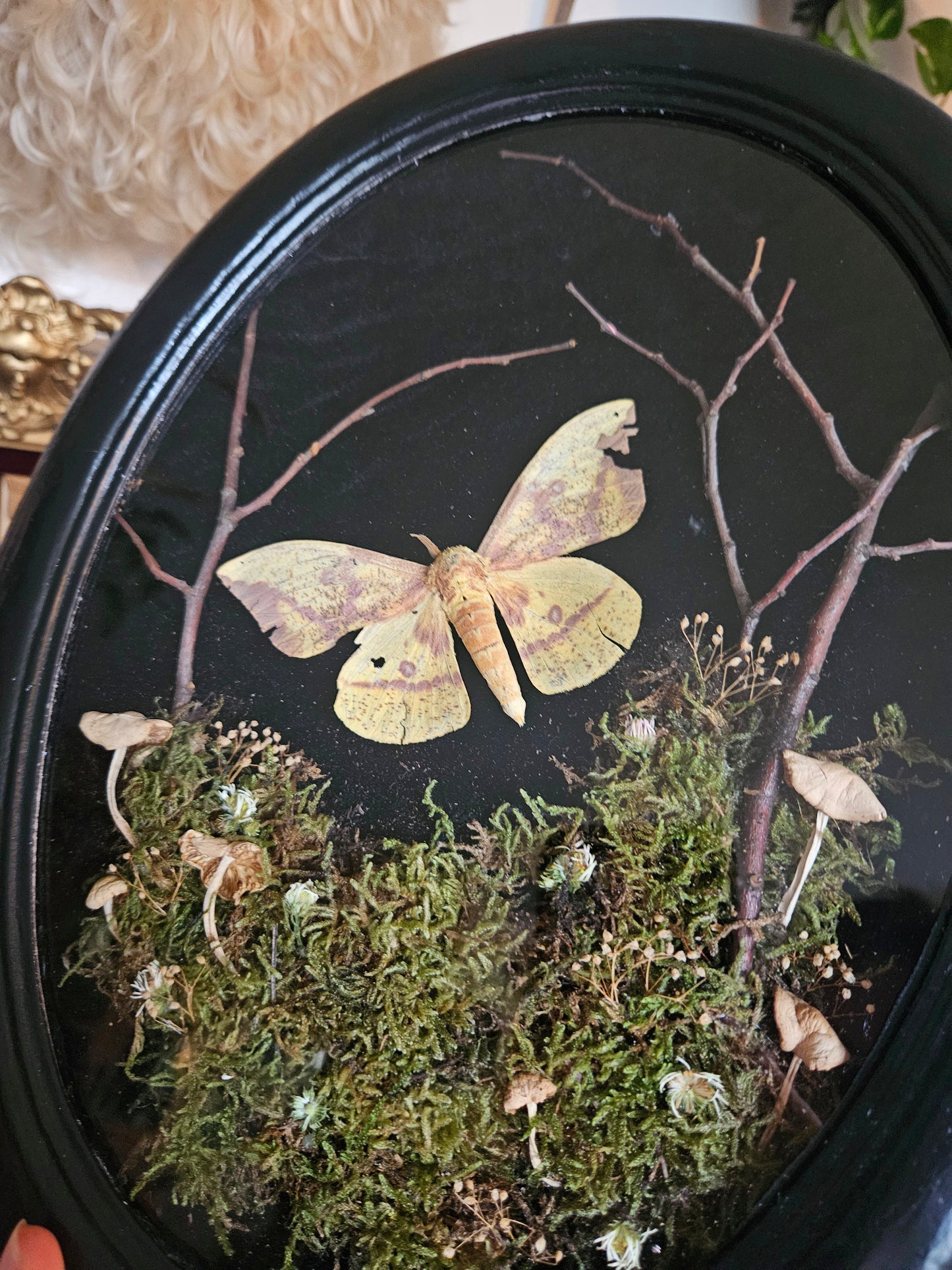 Imperial Moth Forest Dance