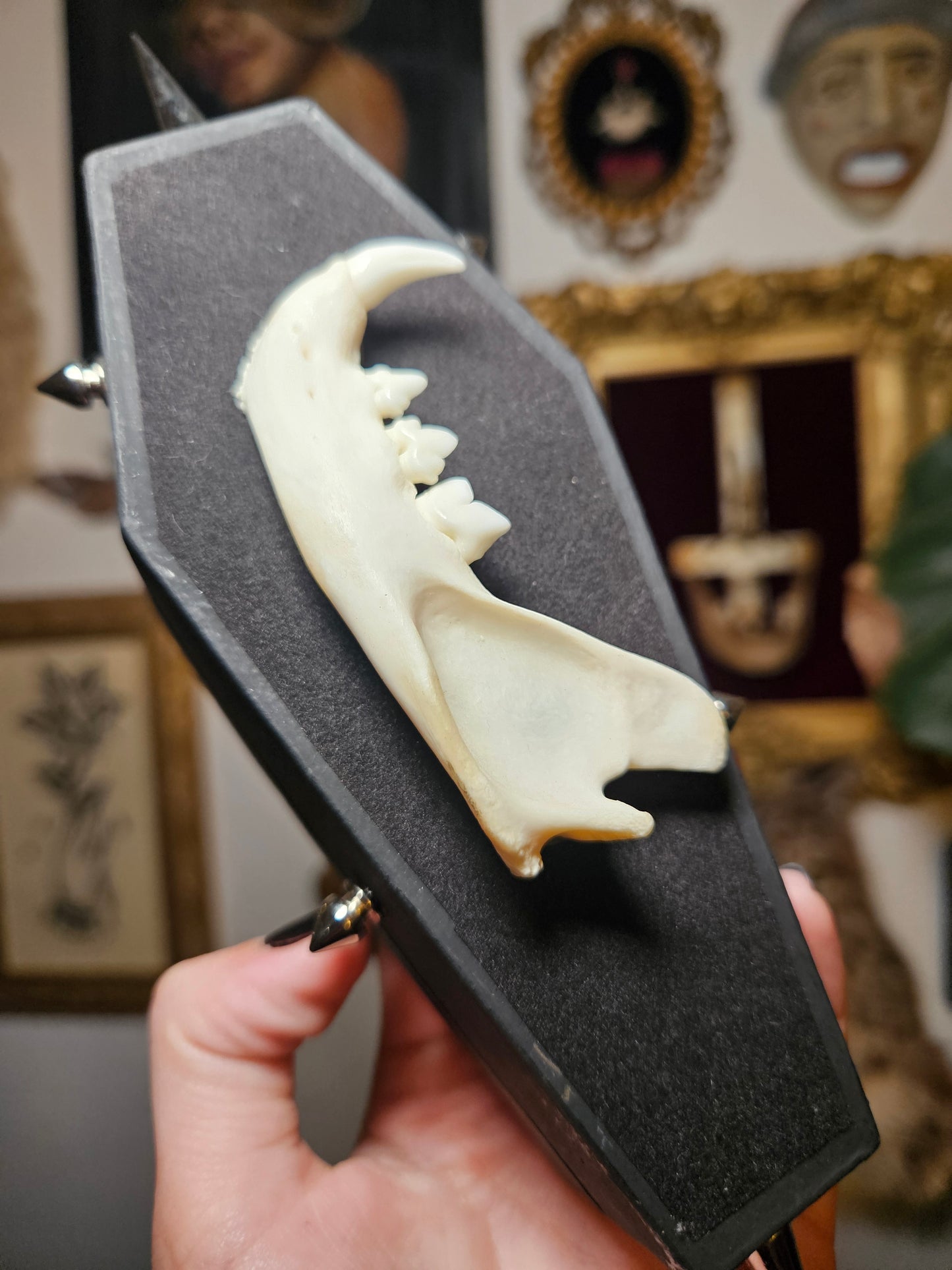 Bobcat jaw coffin hanger