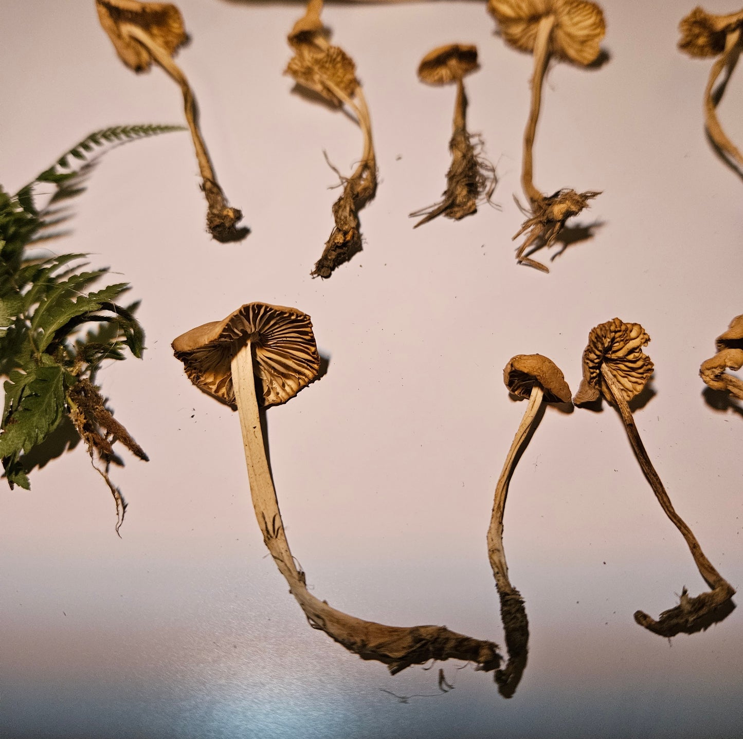Dried Fairy Ring Craft Mushrooms