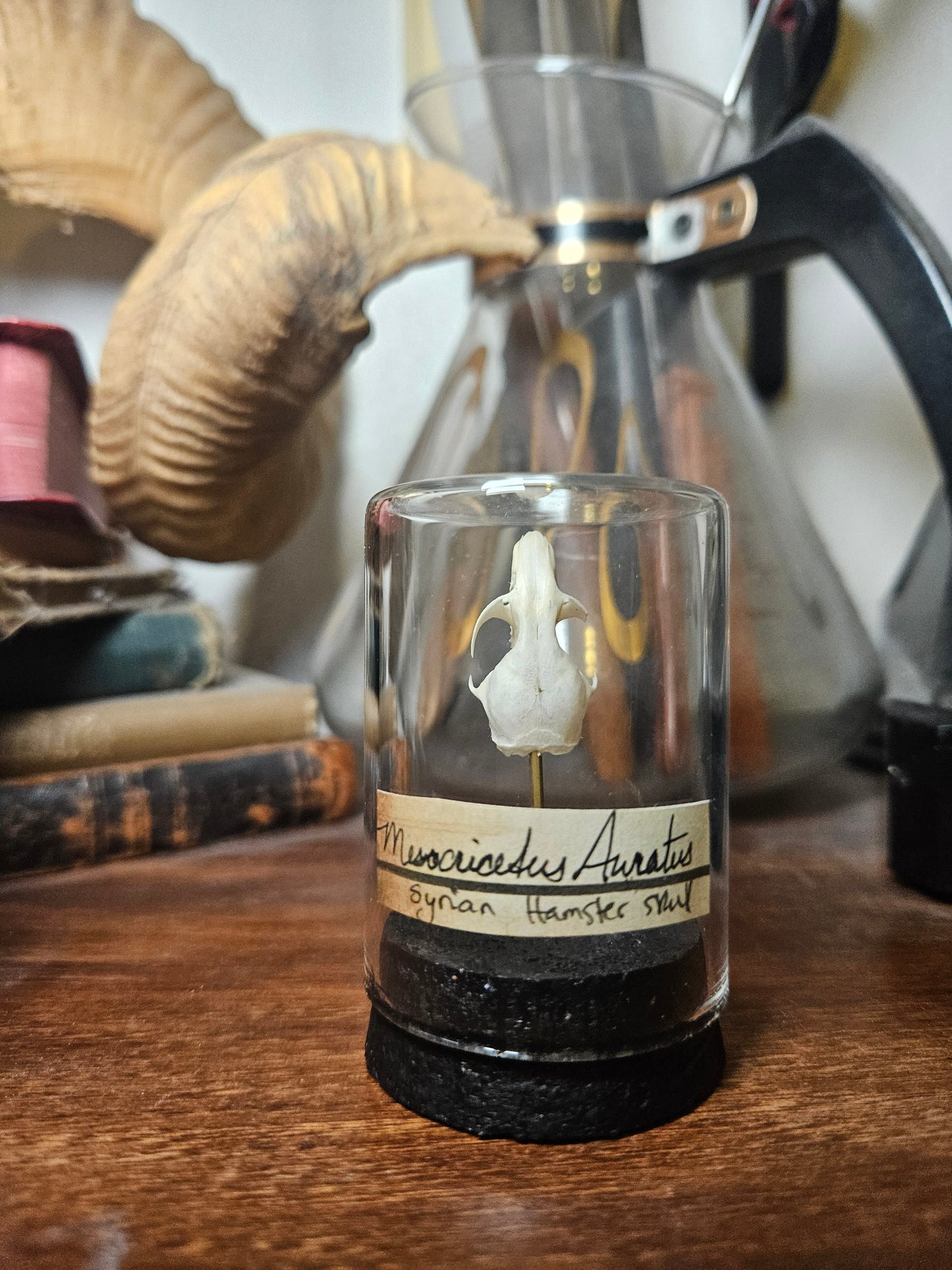 Syrian Hamster Curio Dome