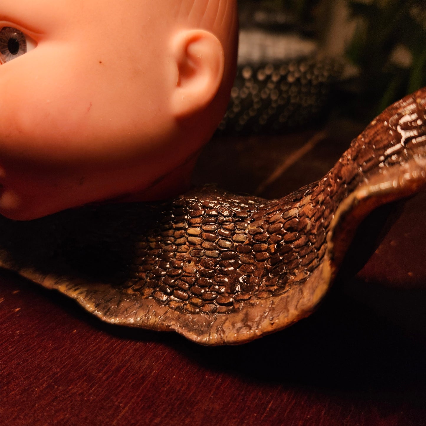 Large Babyhead Snail