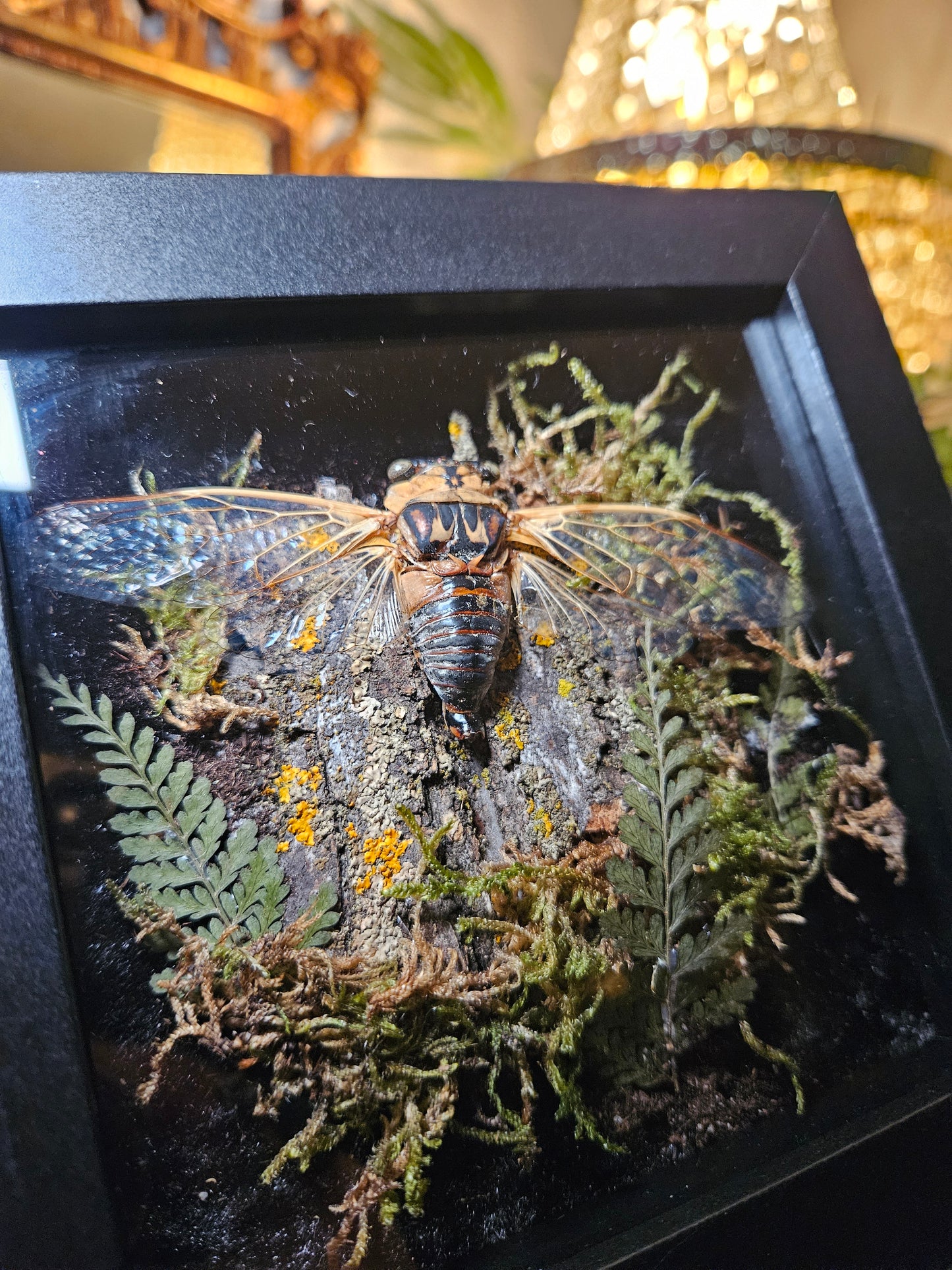 Mini cicada Camoflauge