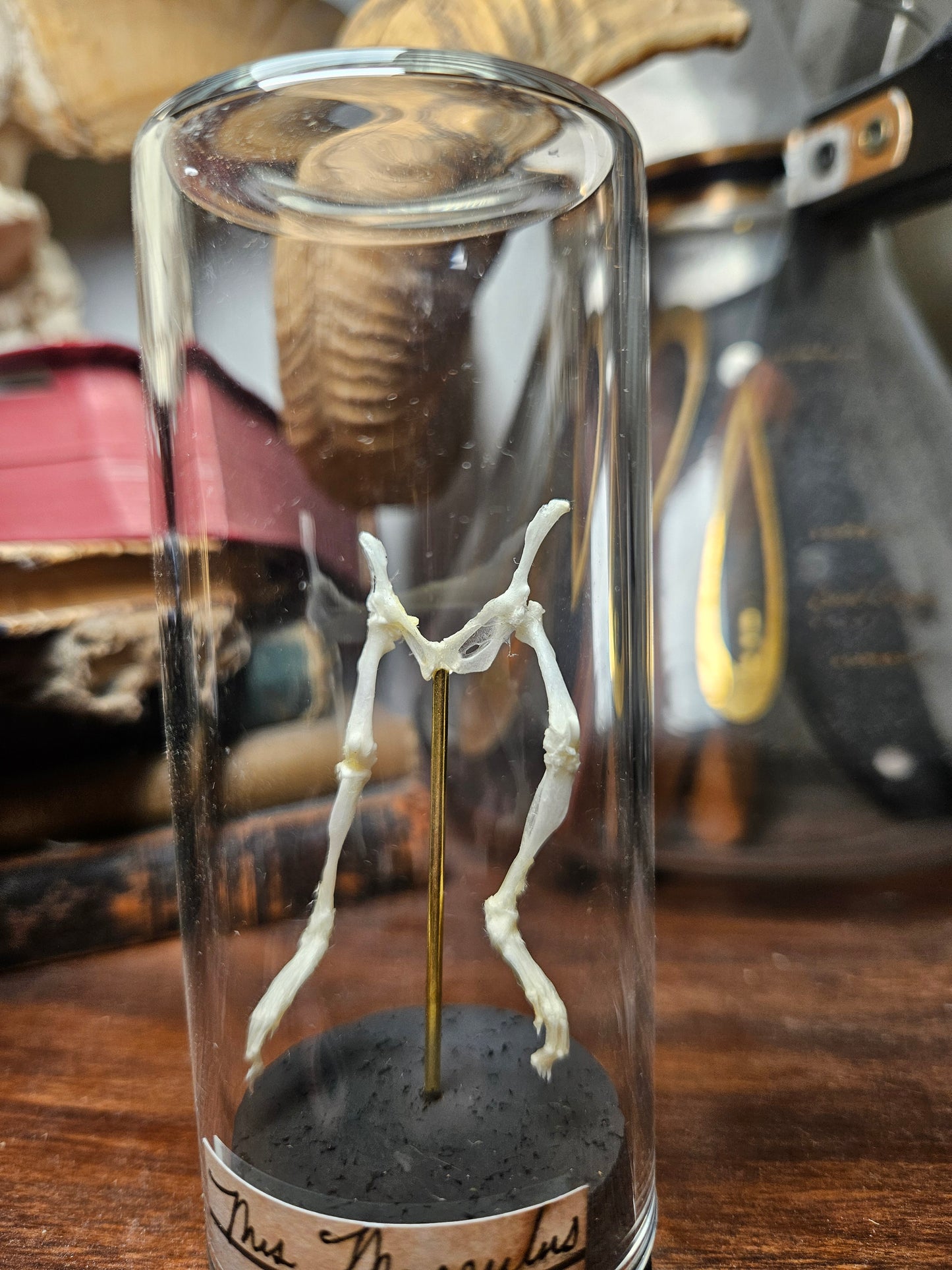 Mouse Pants Curio