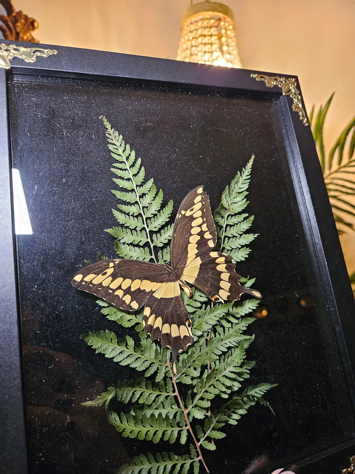 Giant Swallowtail Dance