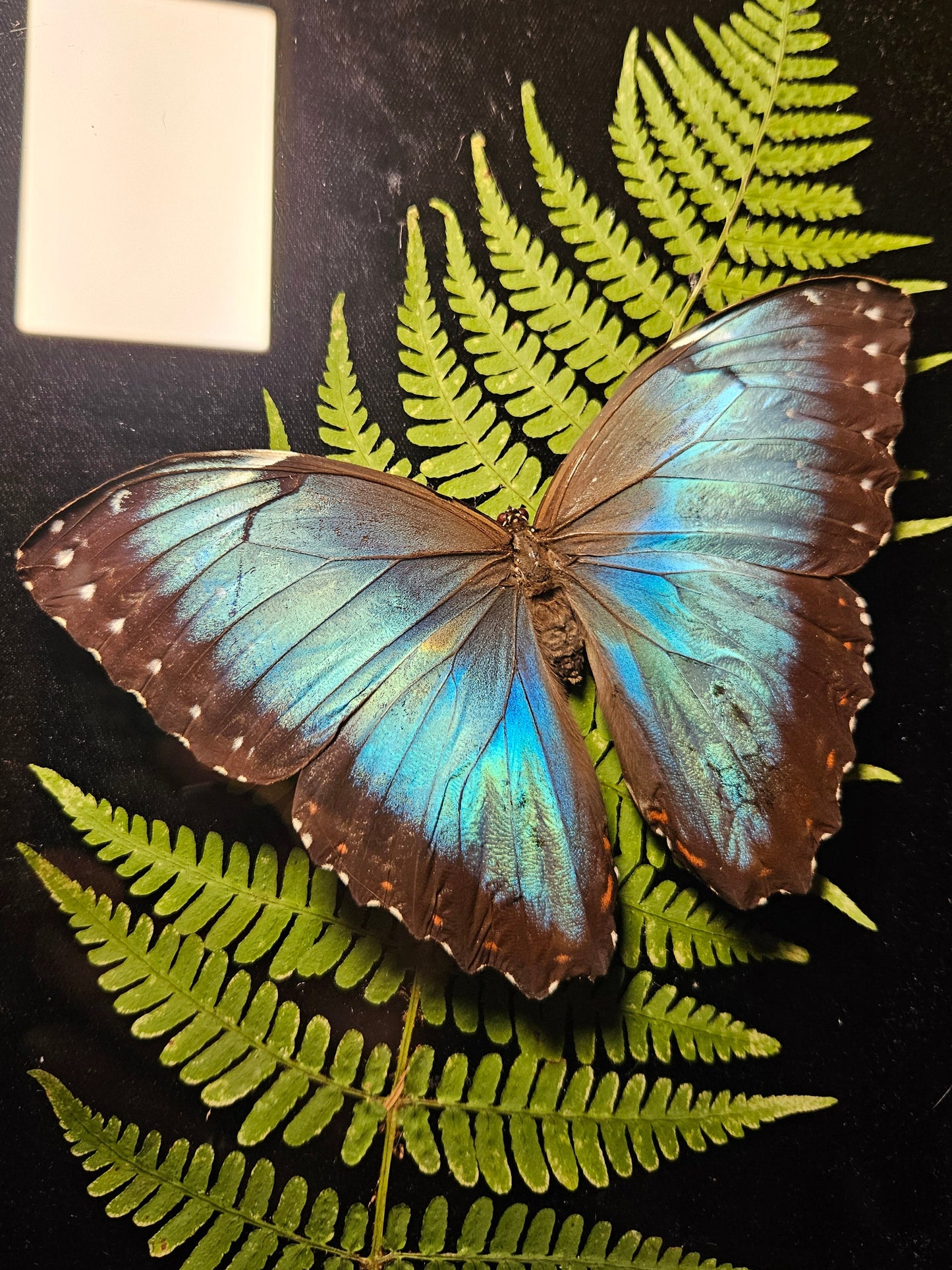 Blue Morpho Dance