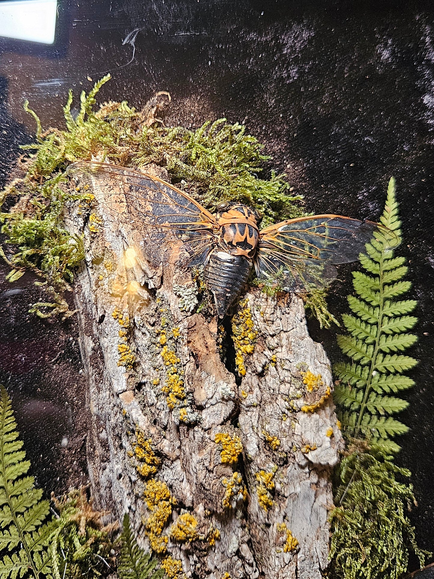 Cicada Duo Eye-Spy