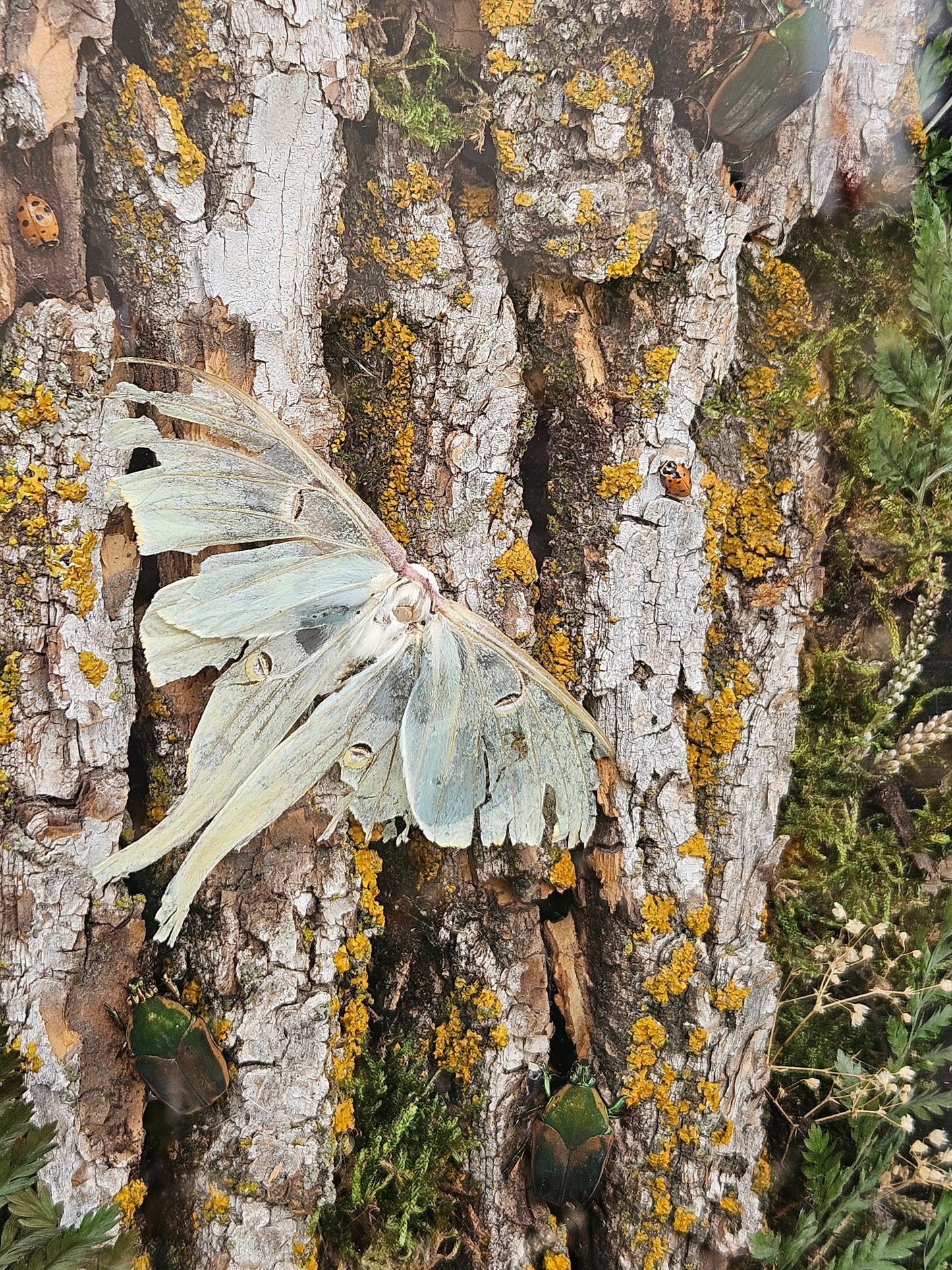Midwest Camoflauge