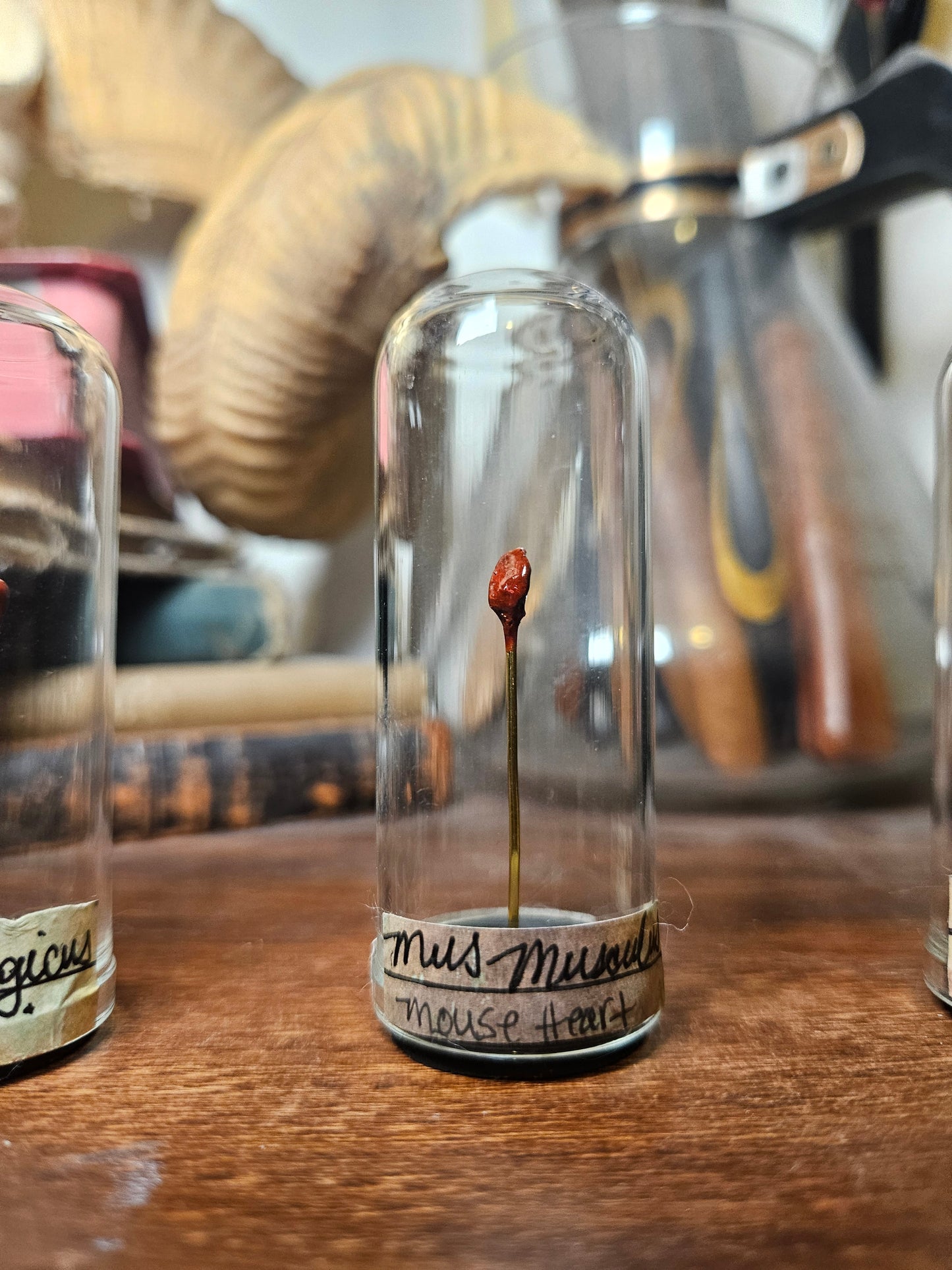 Preserved rat & mouse heart domes