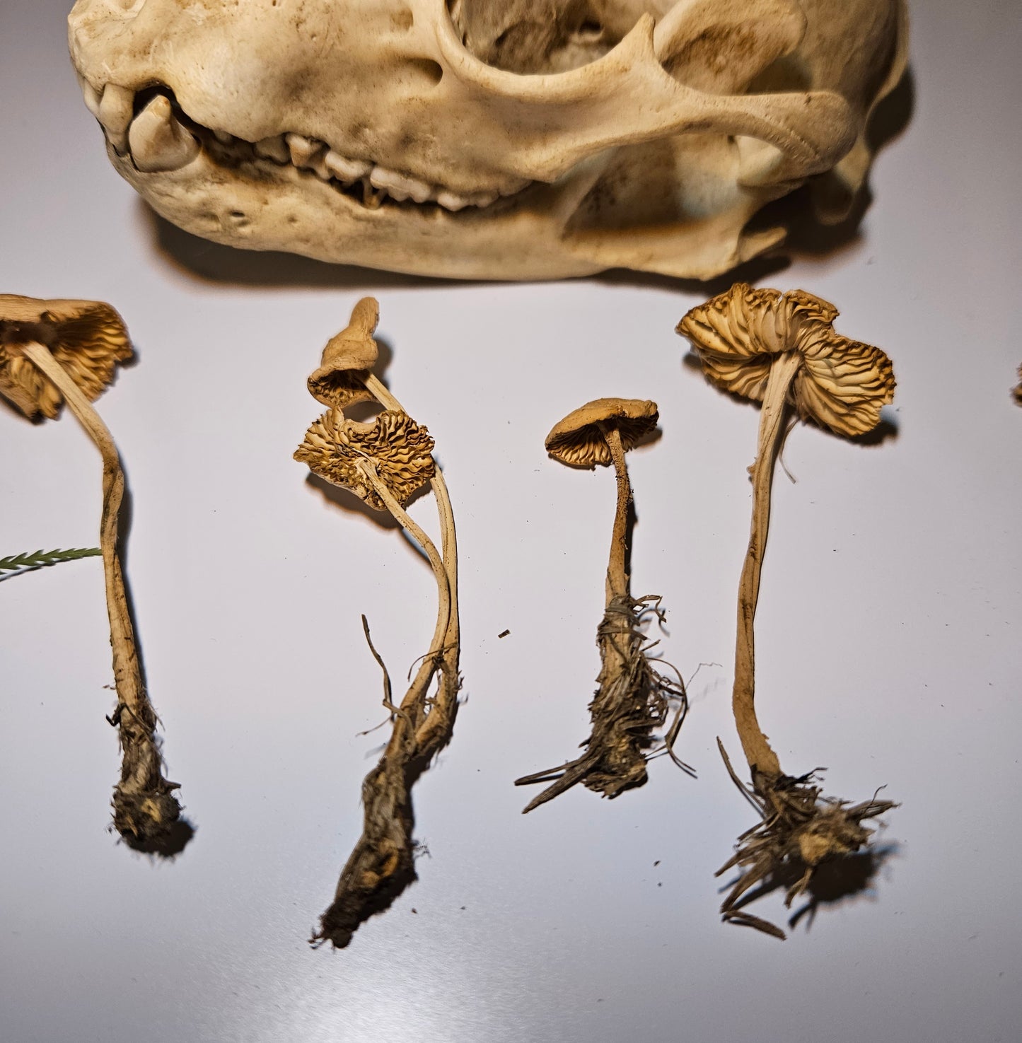 Dried Fairy Ring Craft Mushrooms