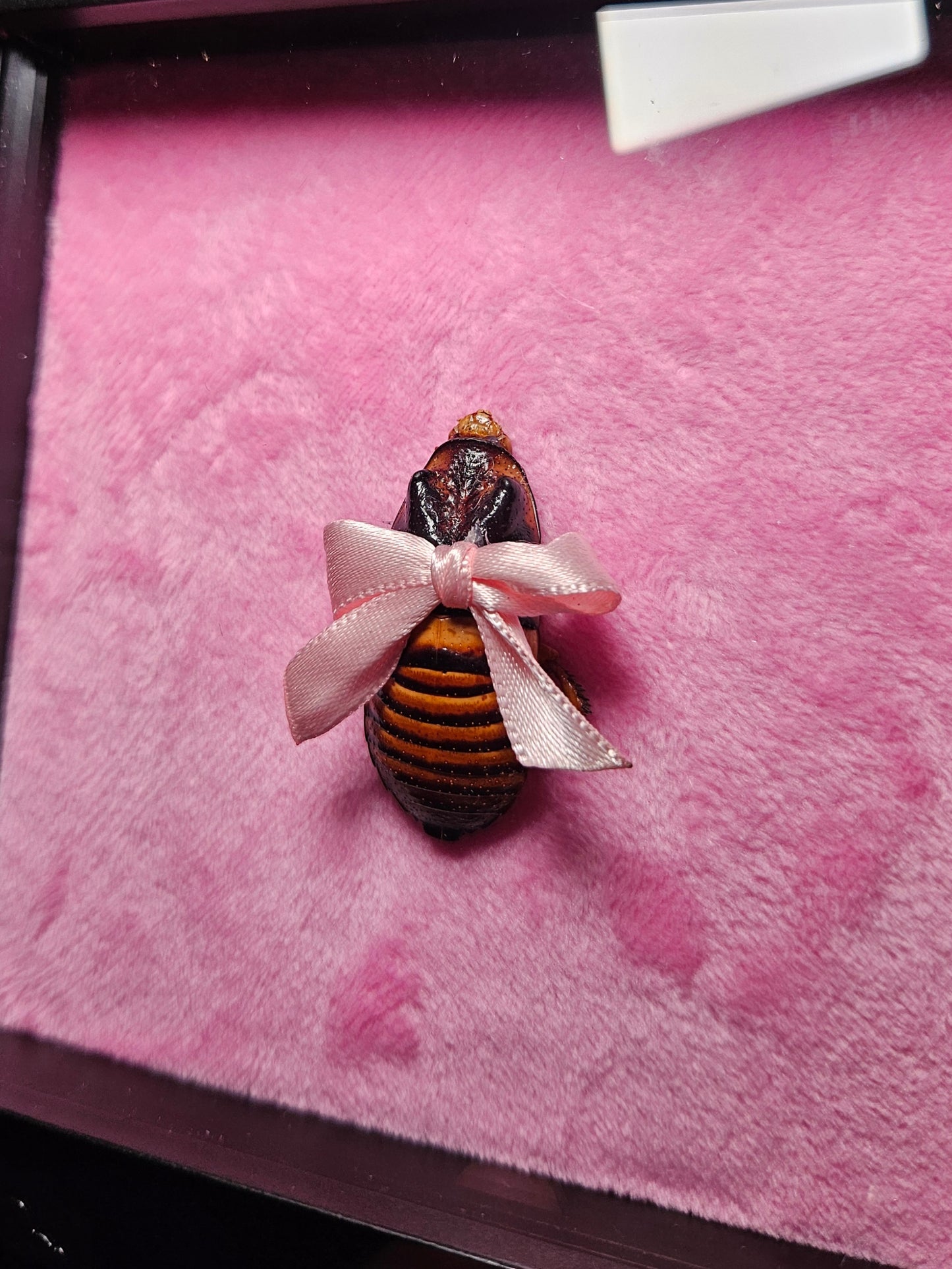 ✨️🎀cocka-roach🎀✨️