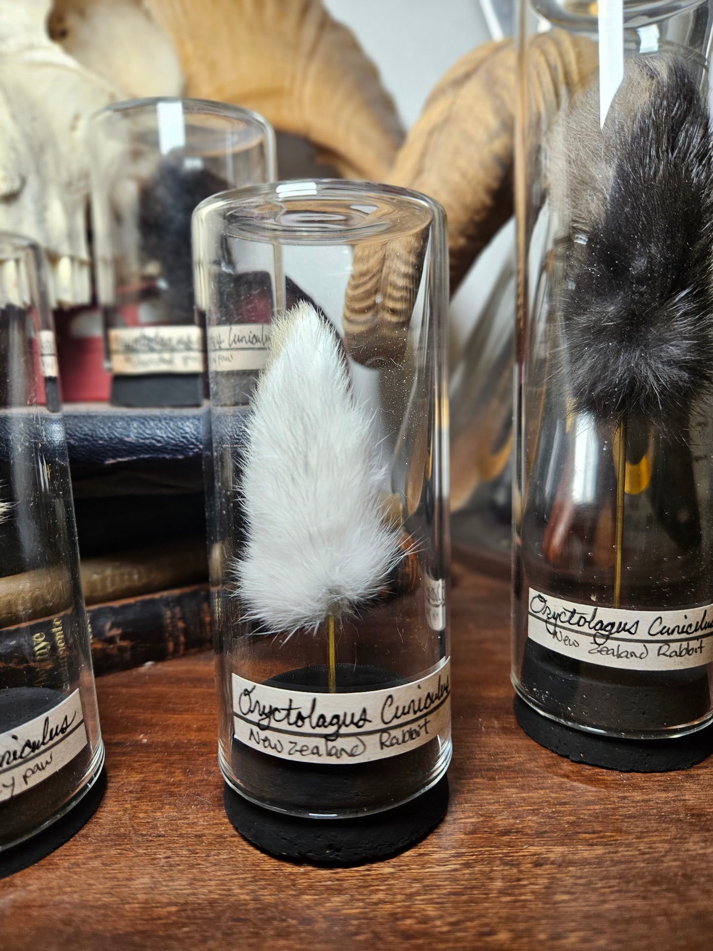 Rabbit Foot Curios