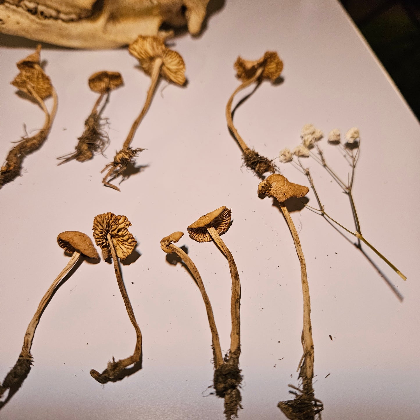Dried Fairy Ring Craft Mushrooms