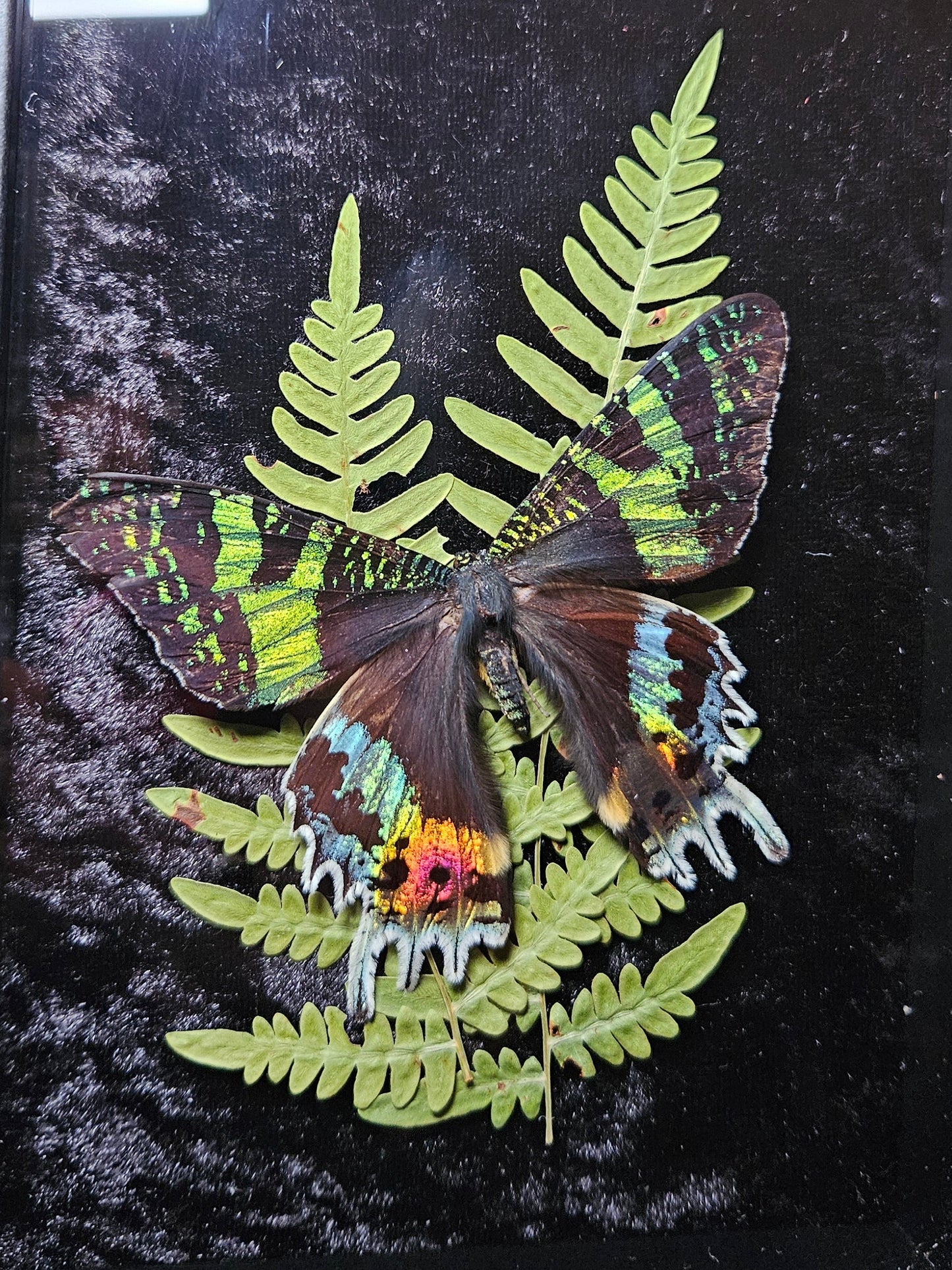 Sunset Moth Dance