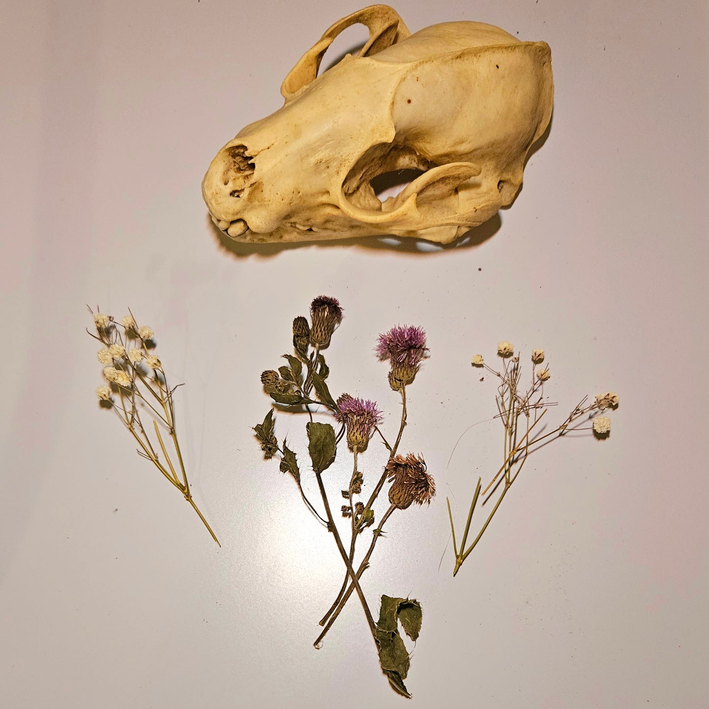 Dried Canadian Thistle