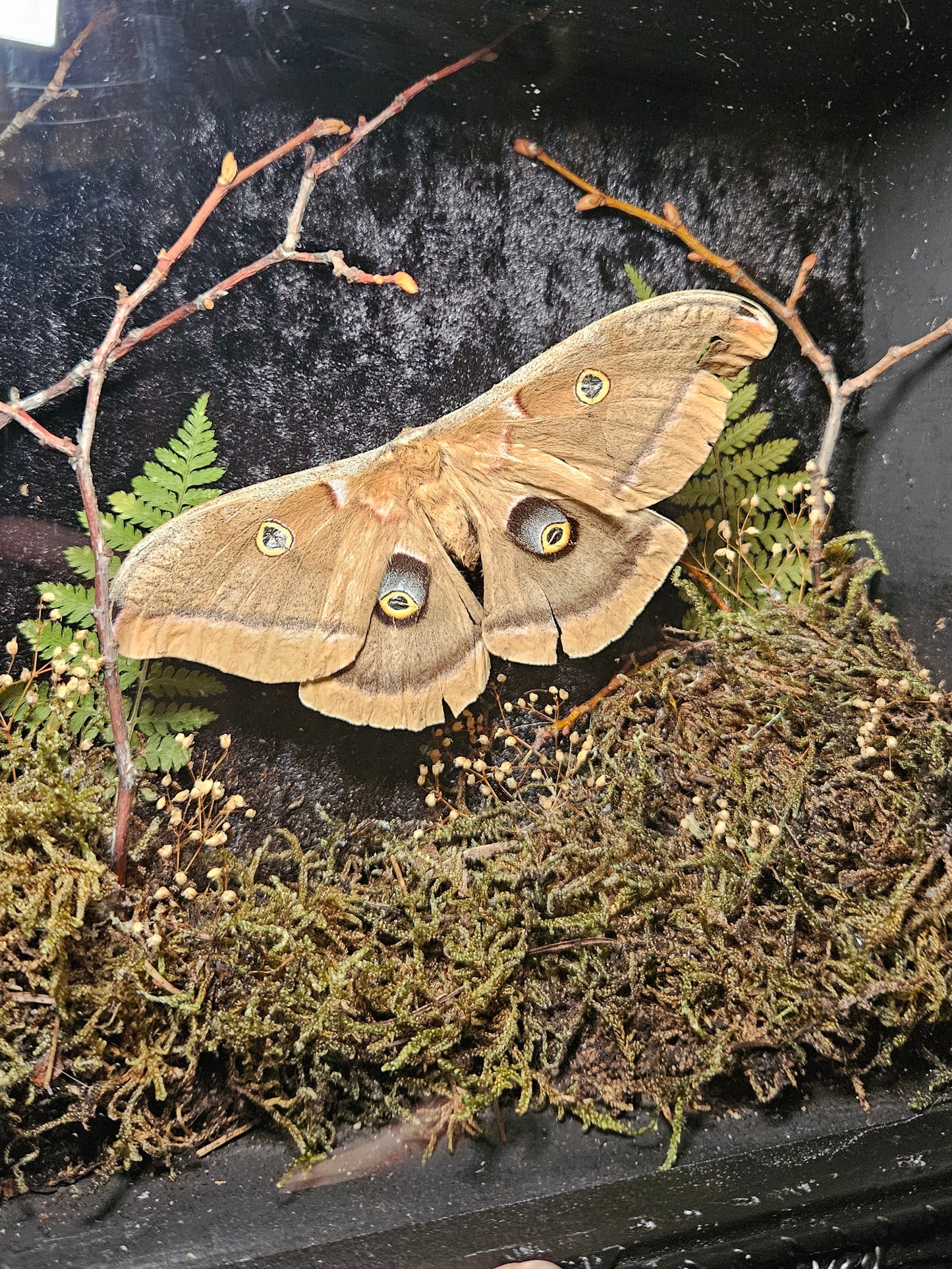 Polyphemus Moth Forest