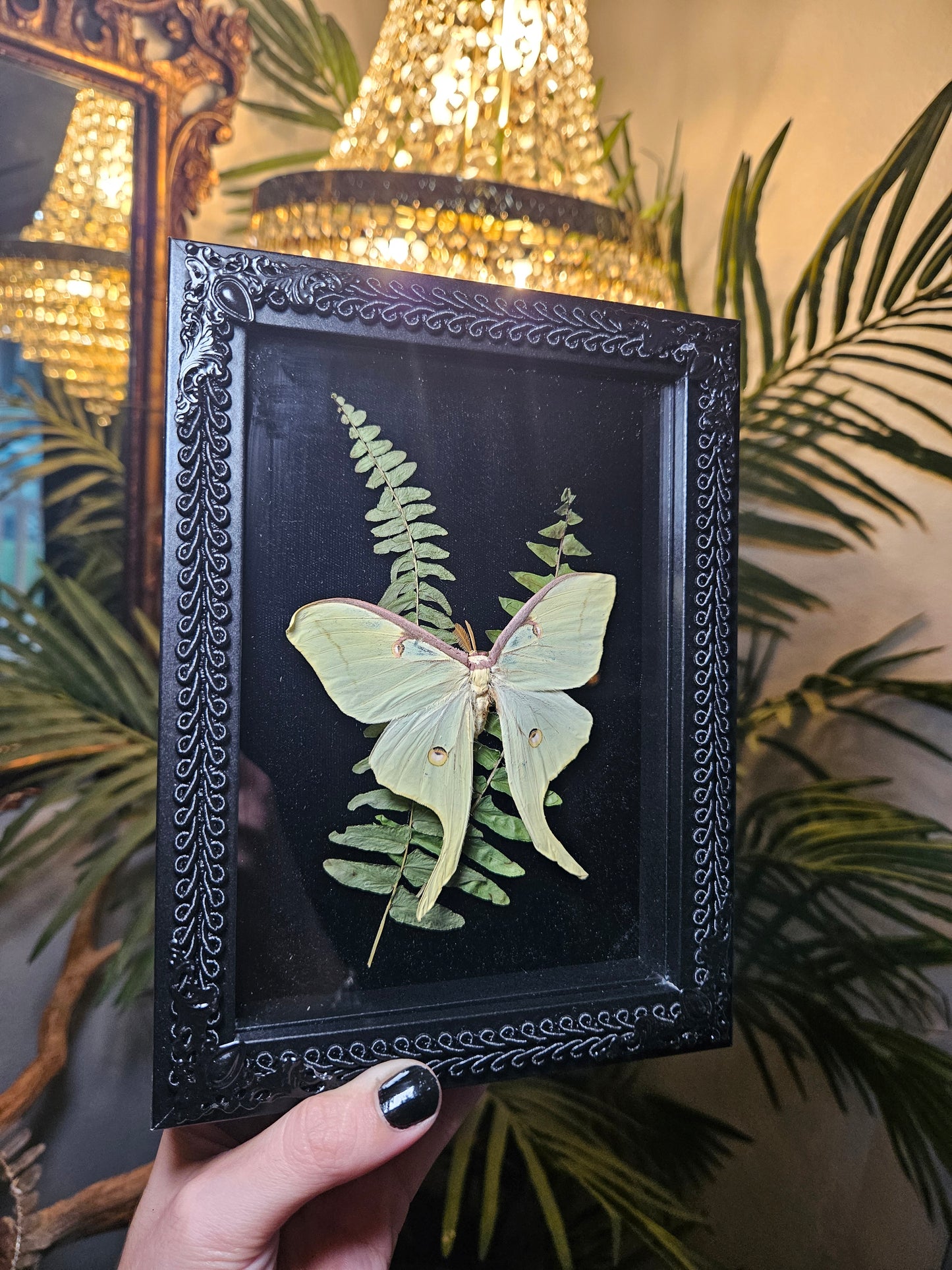 Luna moth