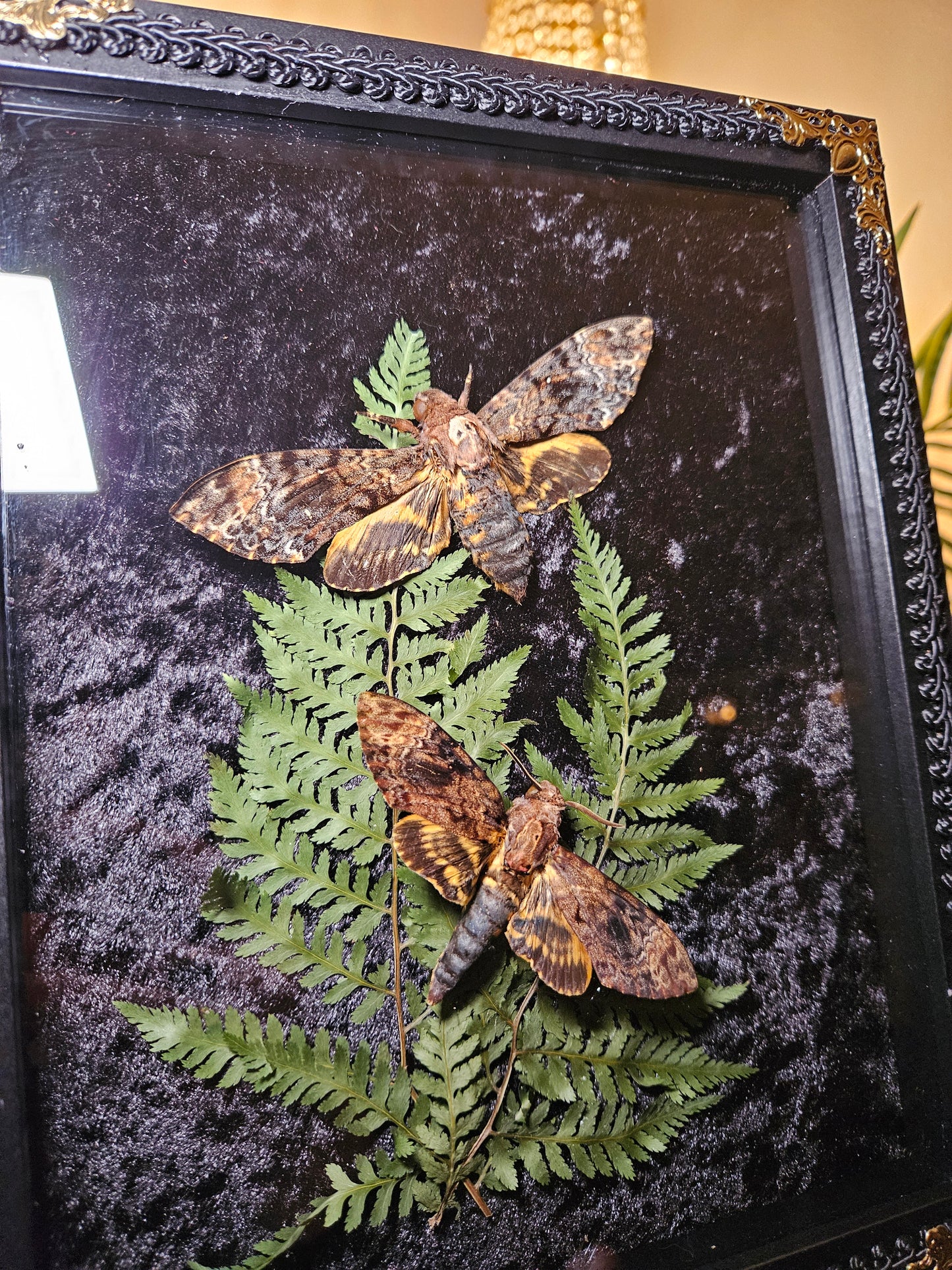 Deaths Head Due Dance