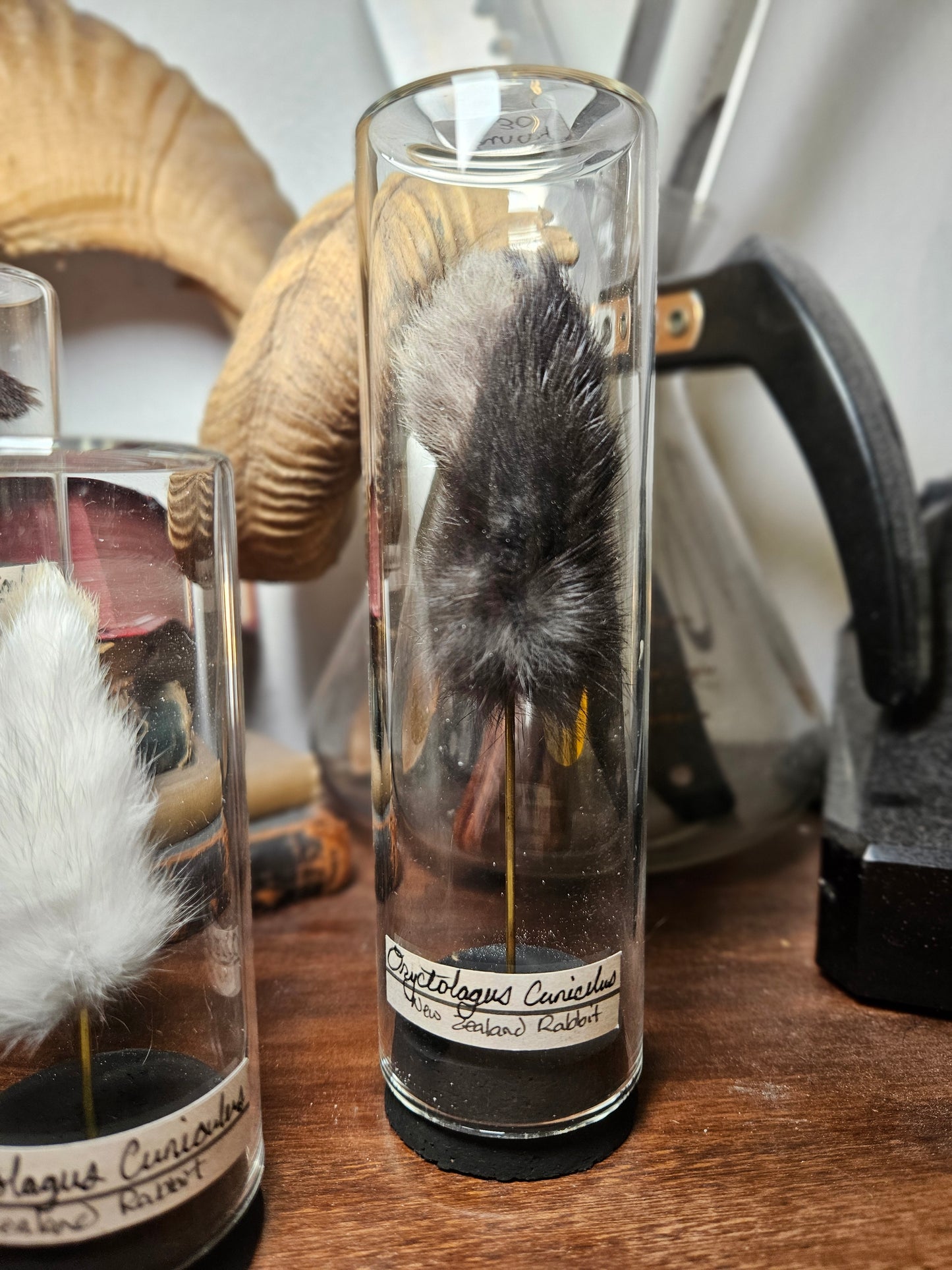 Rabbit Foot Curios