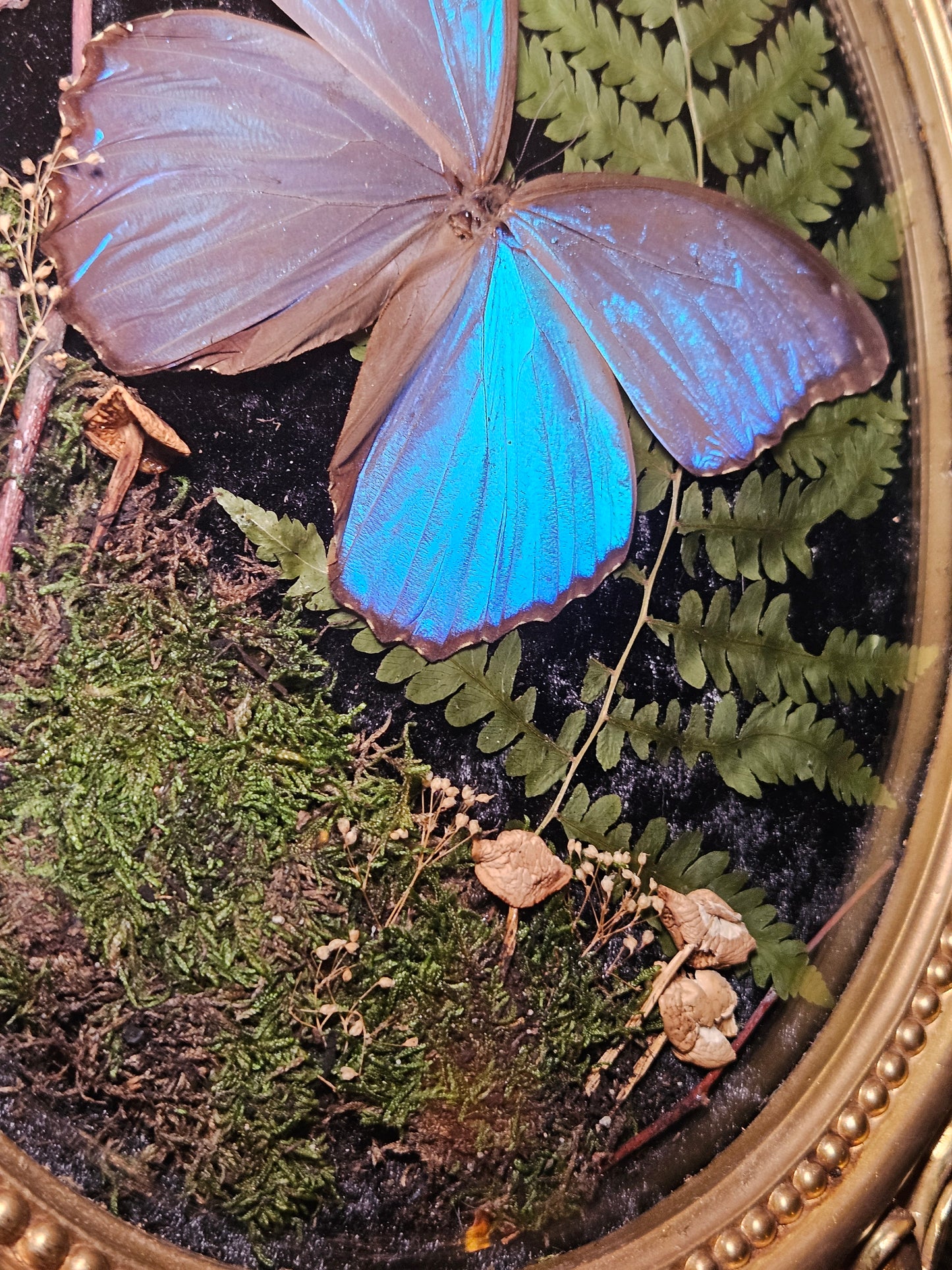 Giant Blue Morpho Dance
