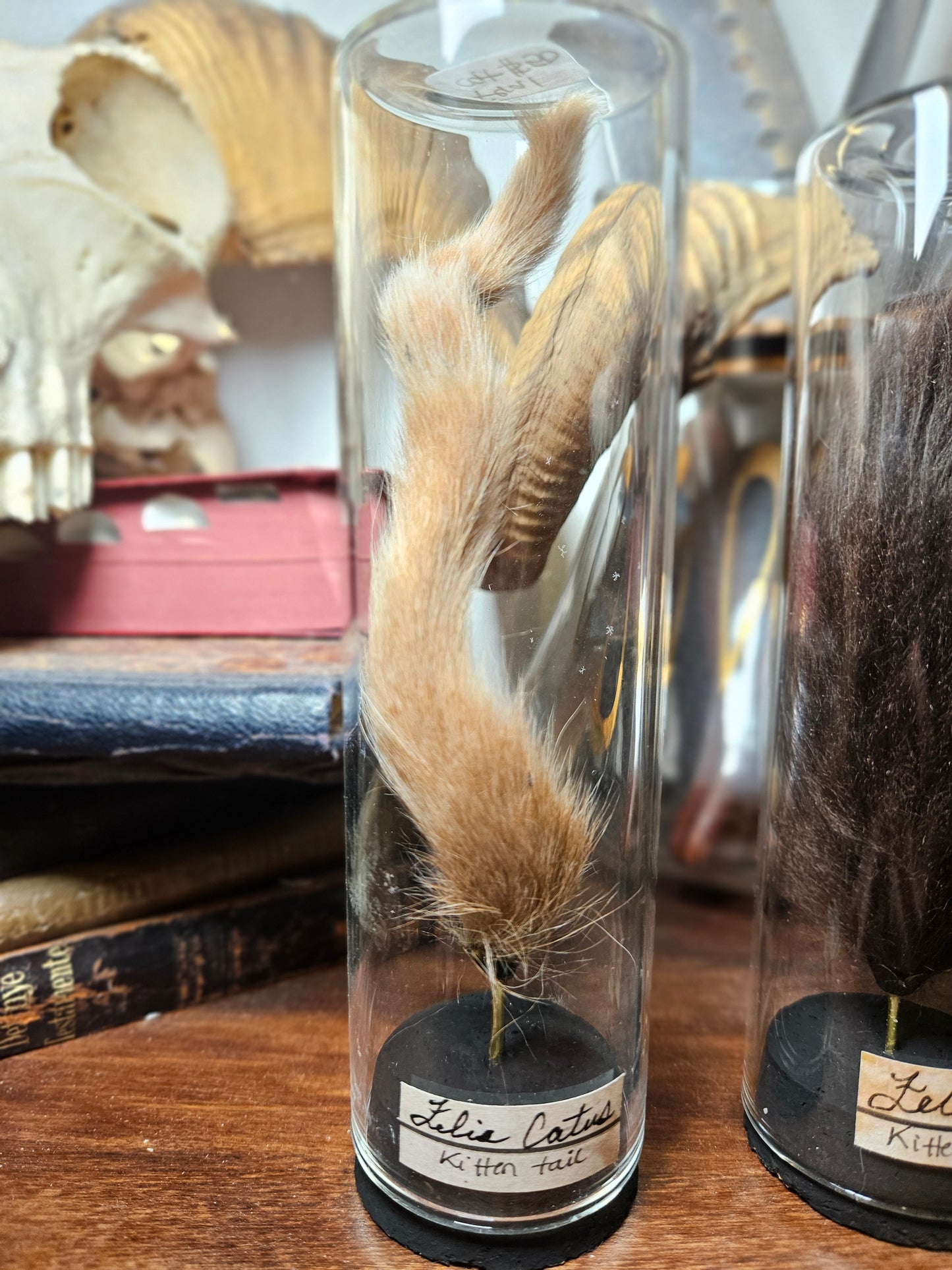 Feral Kitten Tail Curios