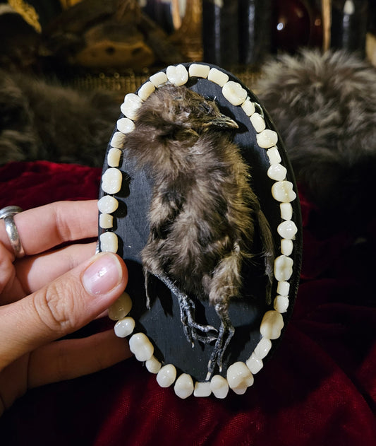 Mummified Bantam Chick CHOMPERS
