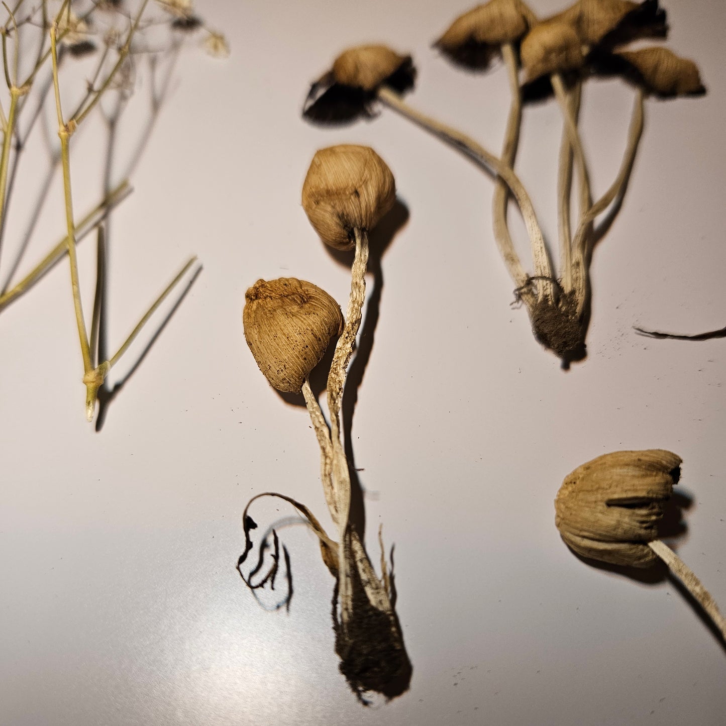Dried Mica Cap Craft Mushrooms