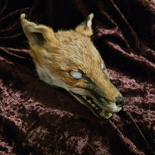 Mummified fox head