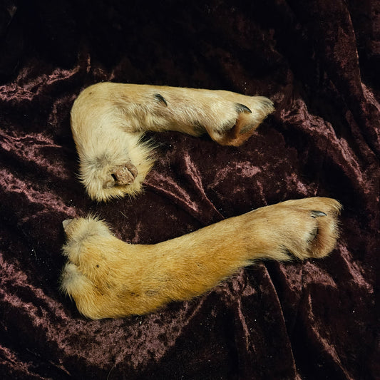 Mummified coyote legs