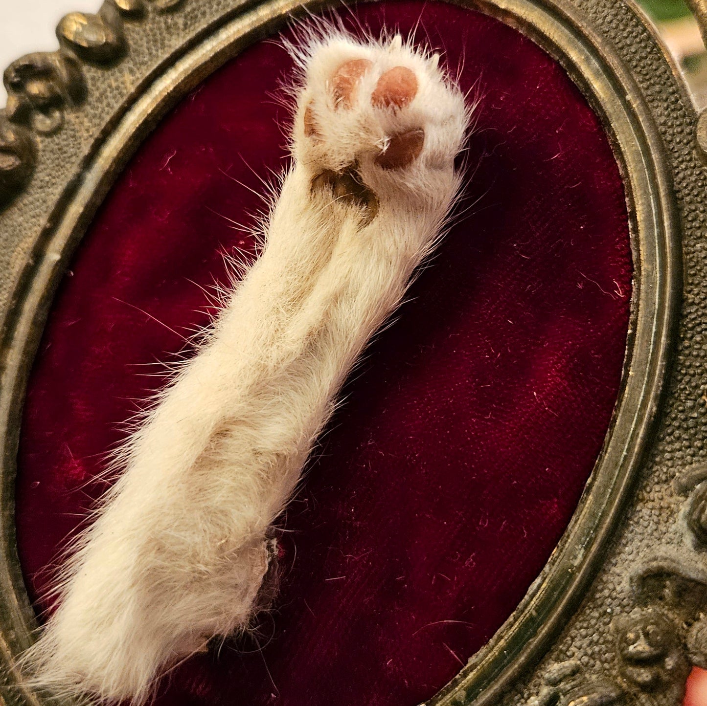 Victorian Framed Cat Paw