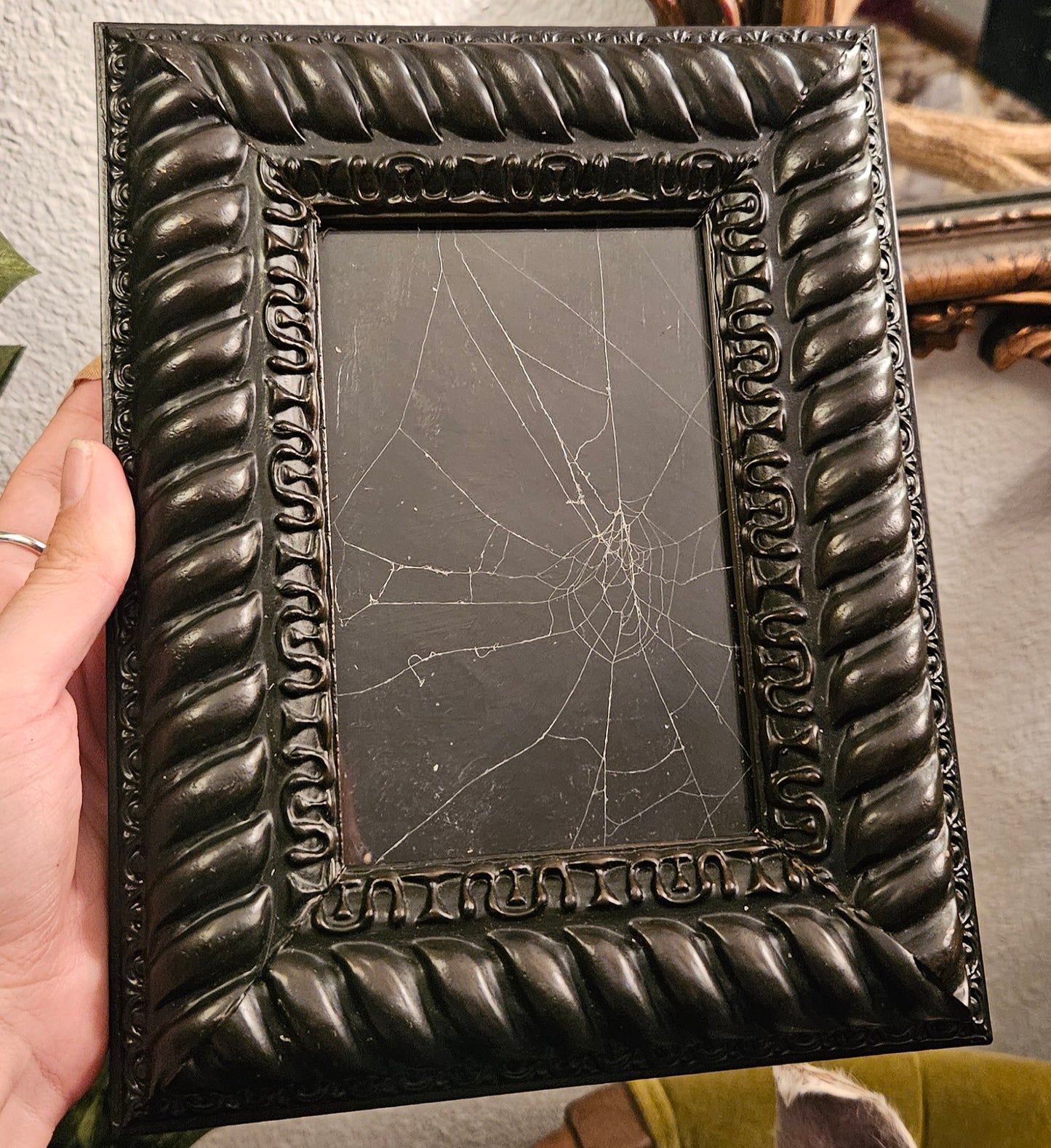 Large framed cat faced spider web
