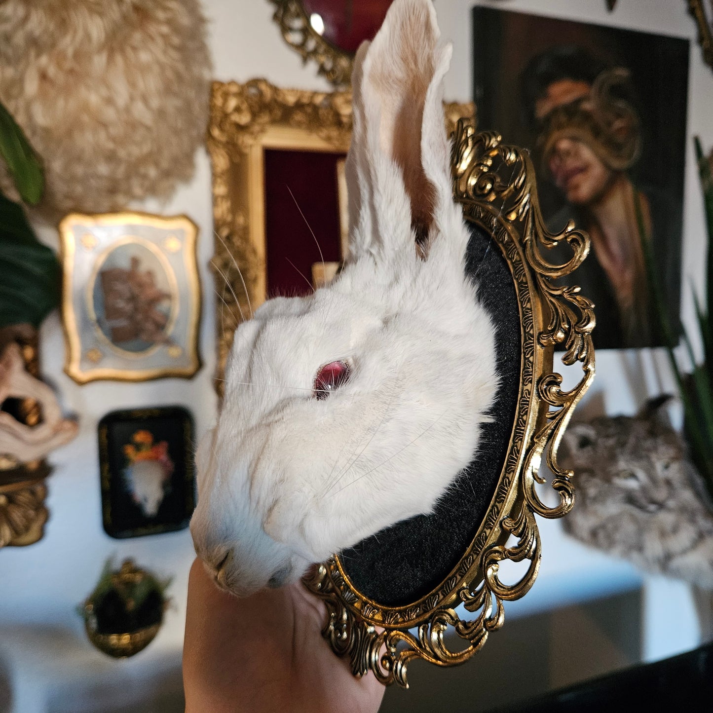 Derpy mummified white rabbit head