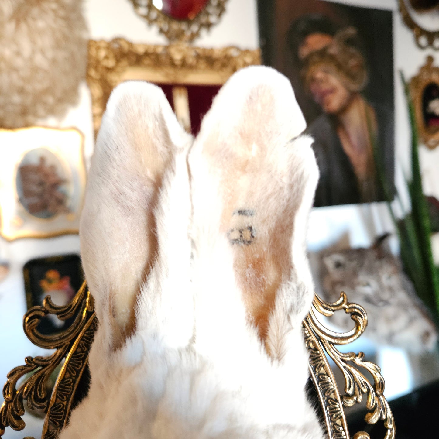 Derpy mummified white rabbit head