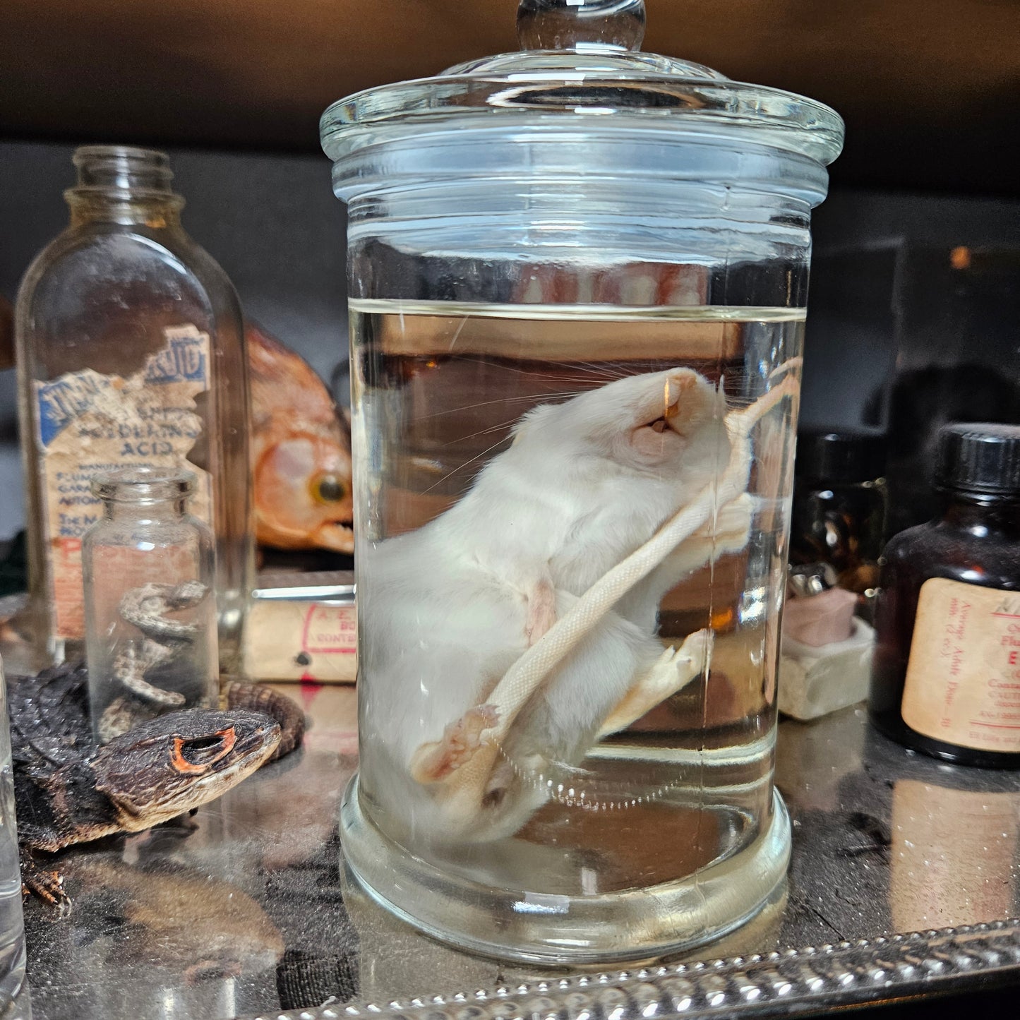 Mouse Wet Specimen